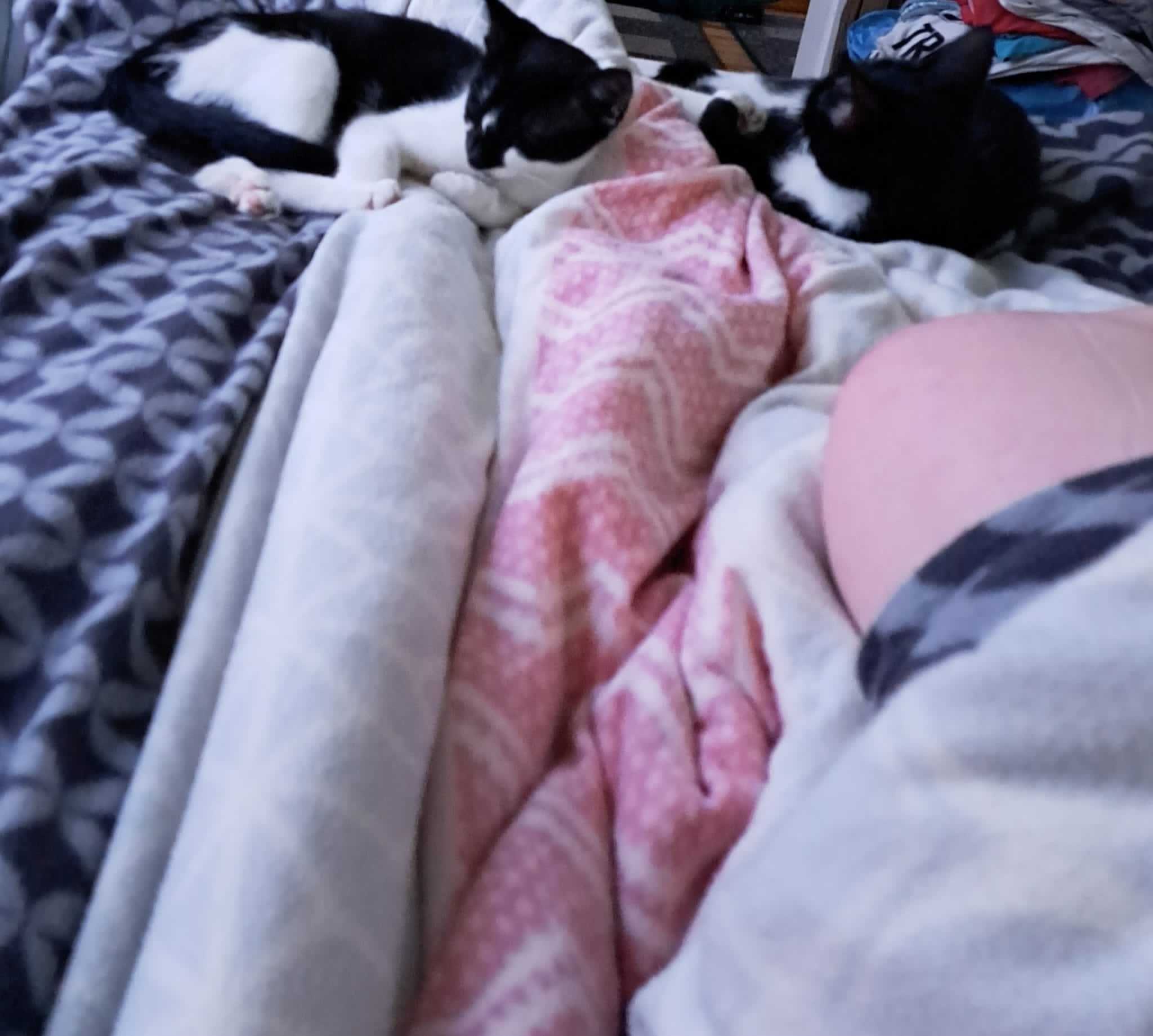 Zwei Kater: „Bucky und Paulchen (damals Eddy)“