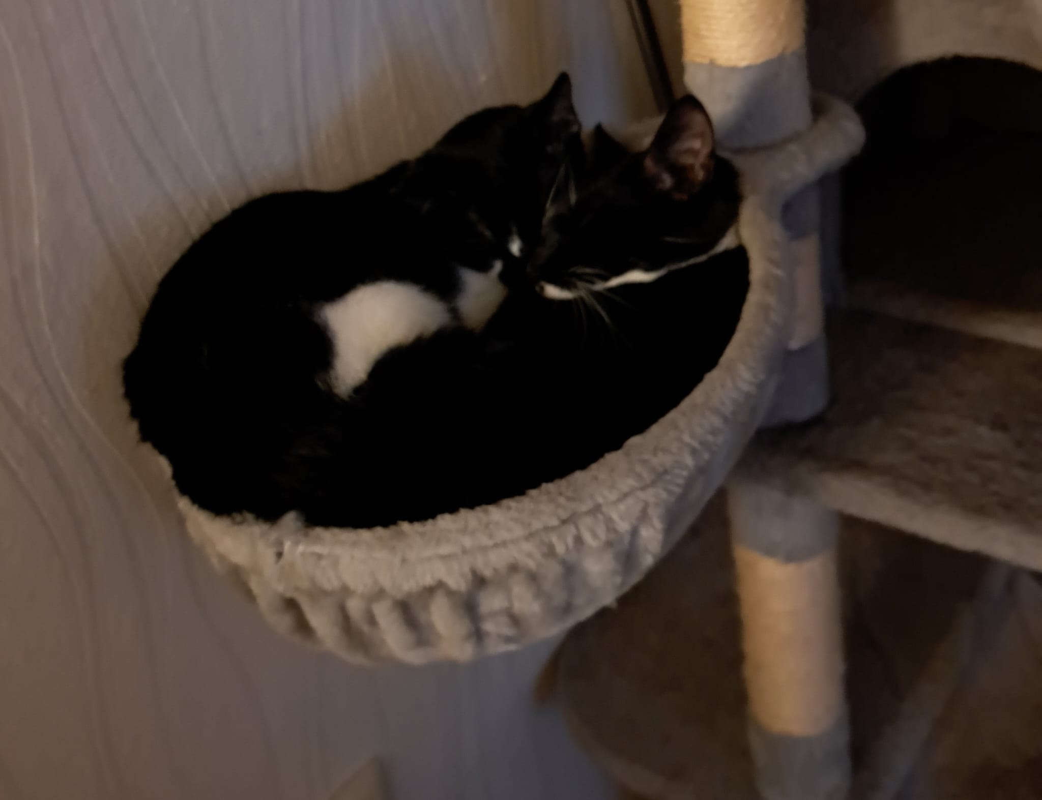 Zwei Kater: „Bucky und Paulchen (damals Eddy)“