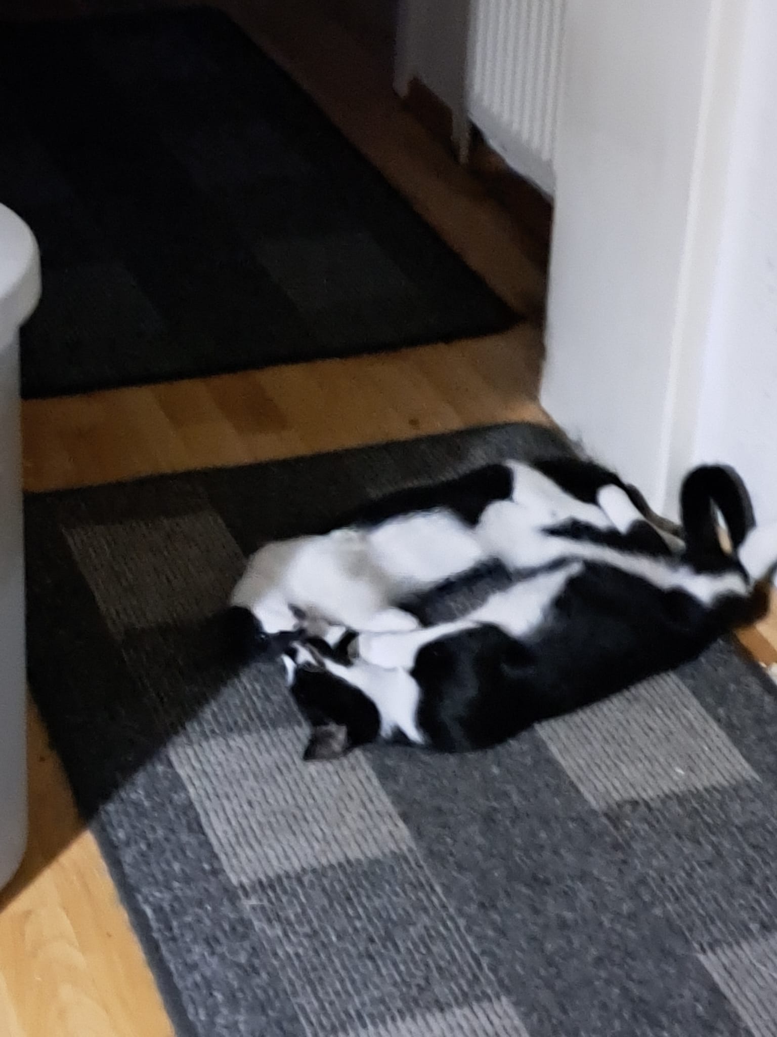 Zwei Kater: „Bucky und Paulchen (damals Eddy)“