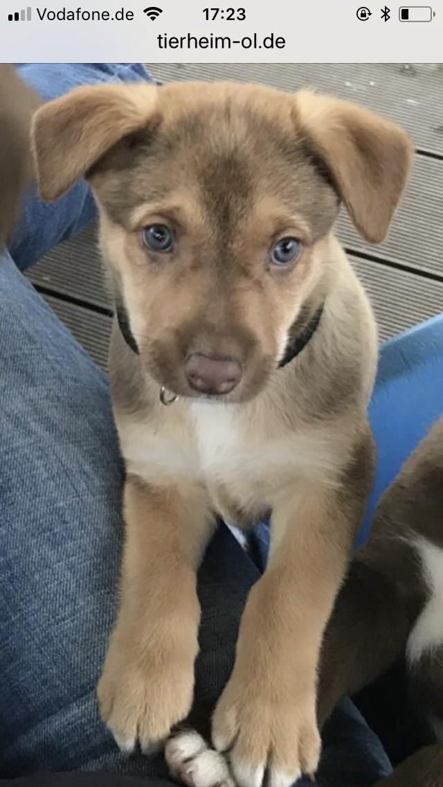 Mischling Podenco/Schäferhund Mutter:Thalia: „Lucy früher Tovar“