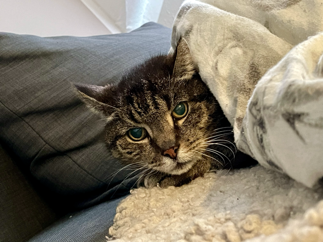 Kater: „Otto & Frido“