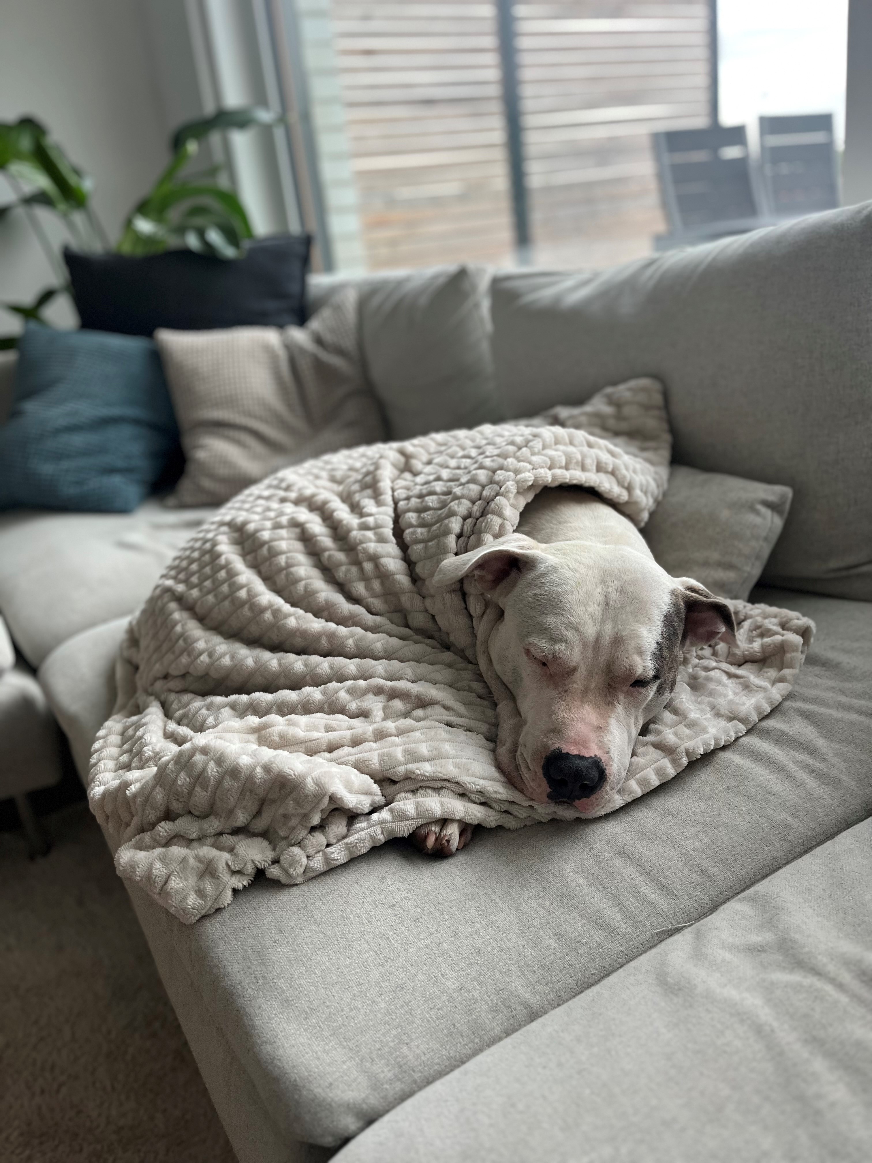 Hund: „ehemals Steve, jetzt BILLY“