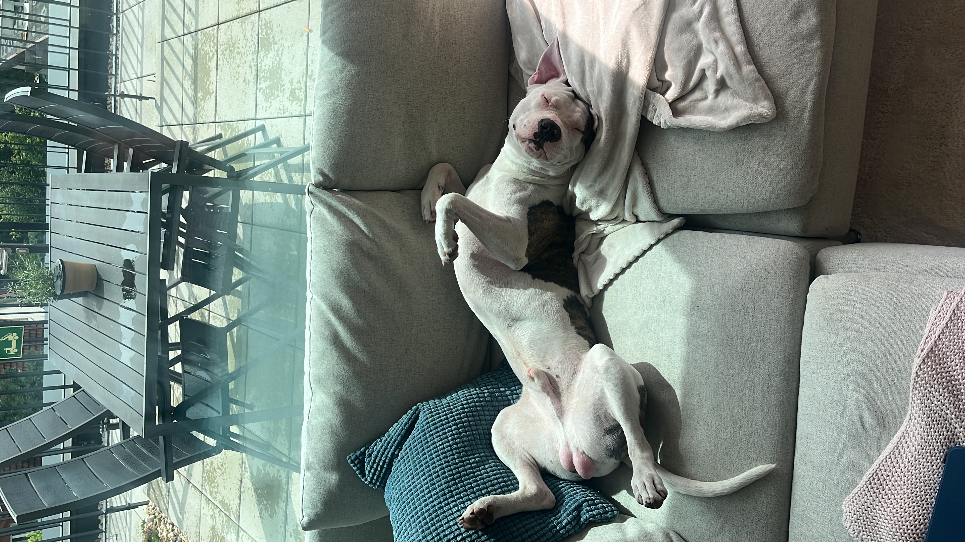 Hund: „ehemals Steve, jetzt BILLY“