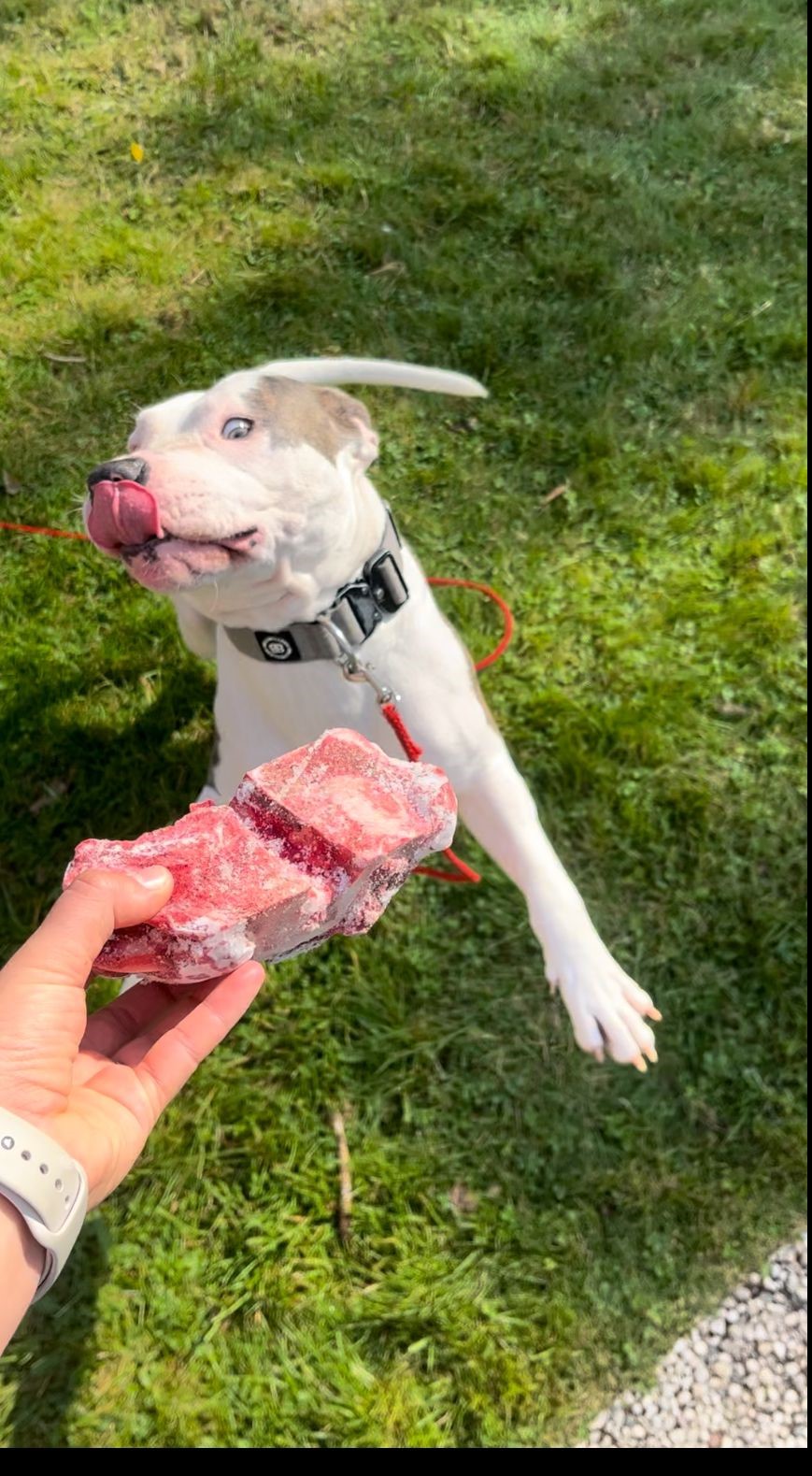 Hund: „ehemals Steve, jetzt BILLY“