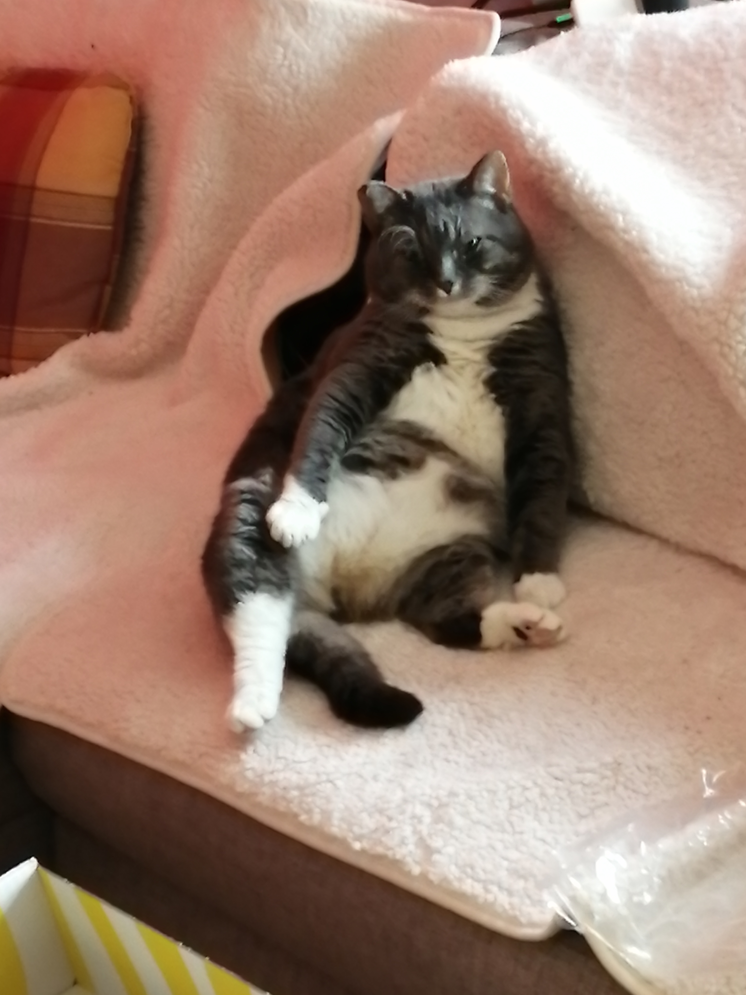 Katze: „Benni und Lily“