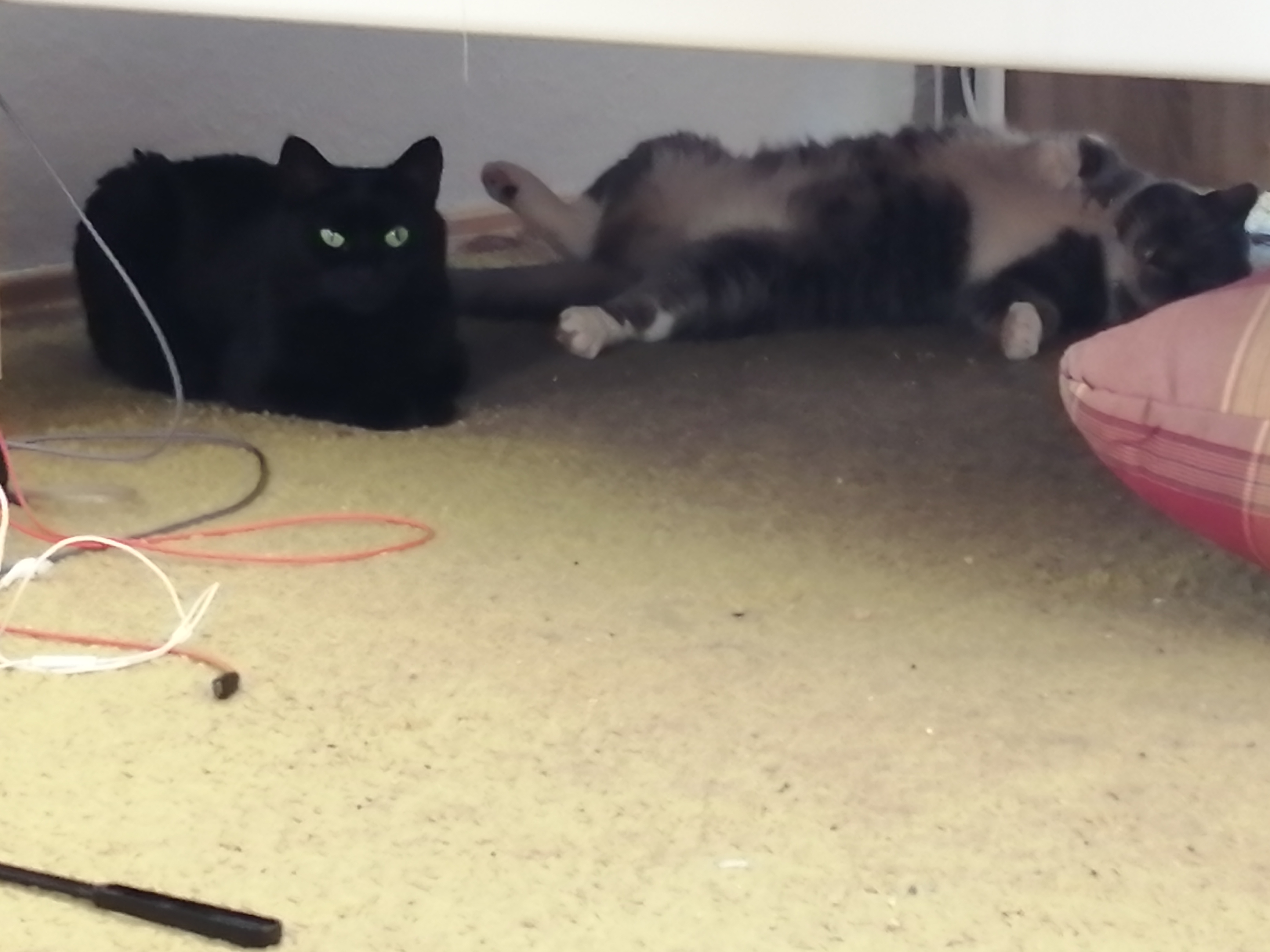 Katze: „Benni und Lily“