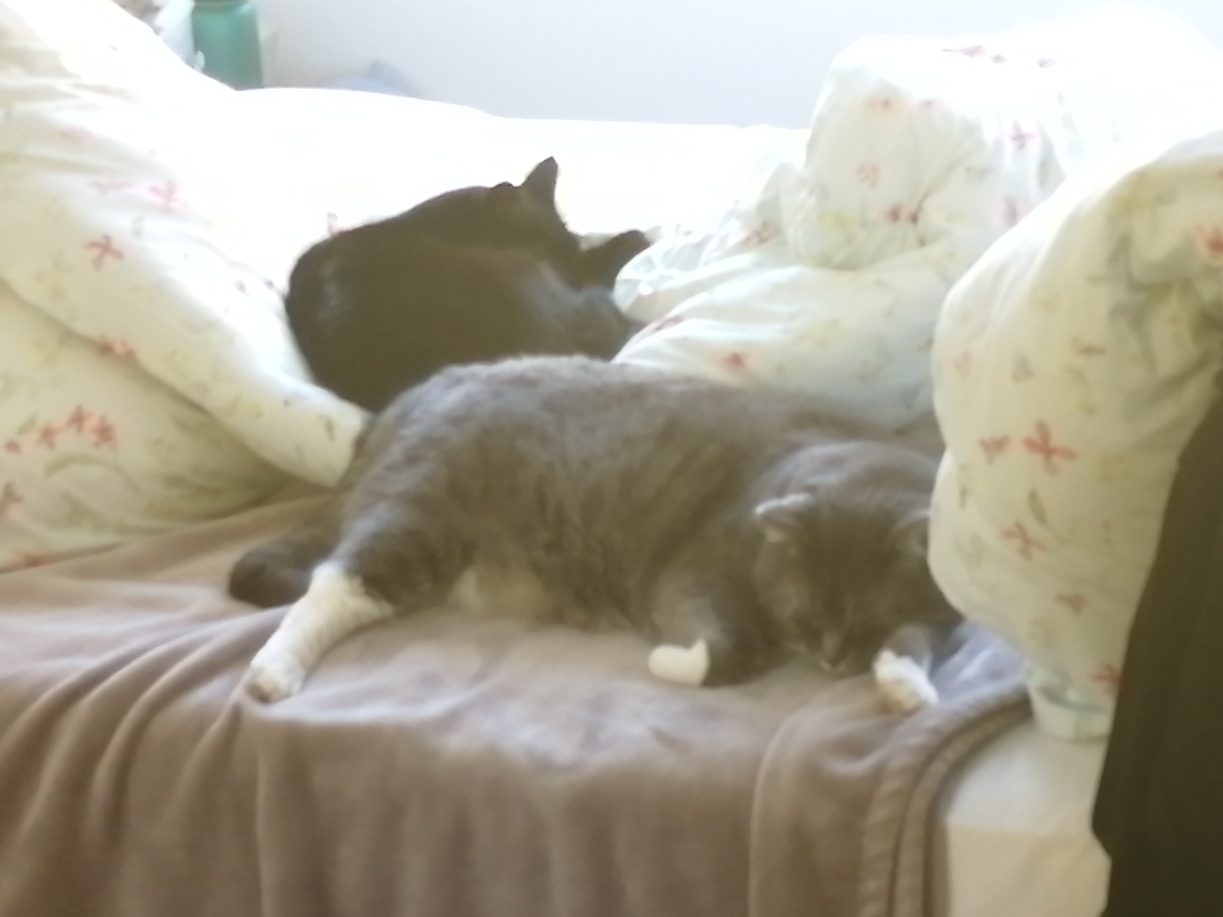 Katze: „Benni und Lily“