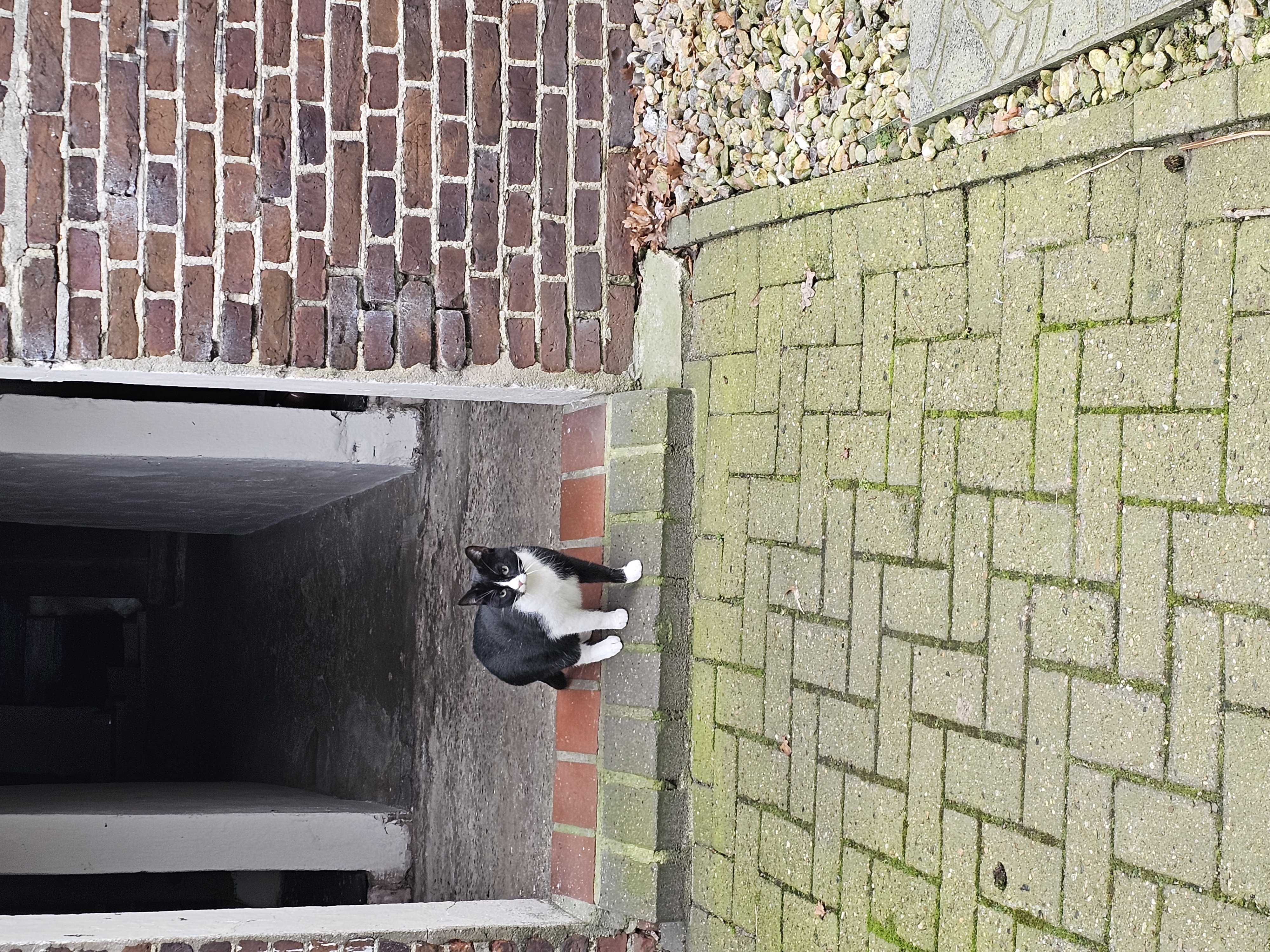 Katze: „Mia, ehemals Loredana“