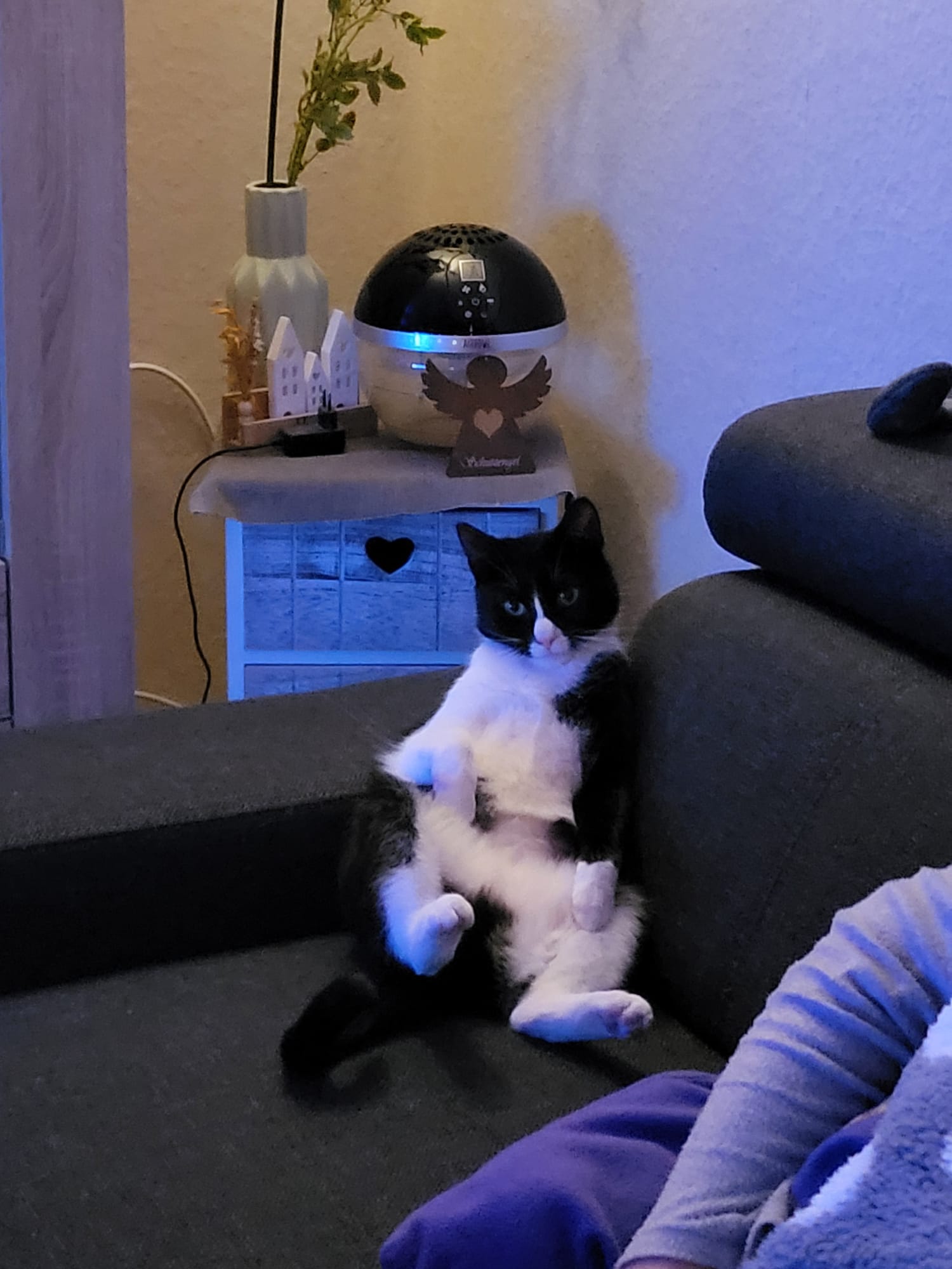 Katze: „Mia, ehemals Loredana“