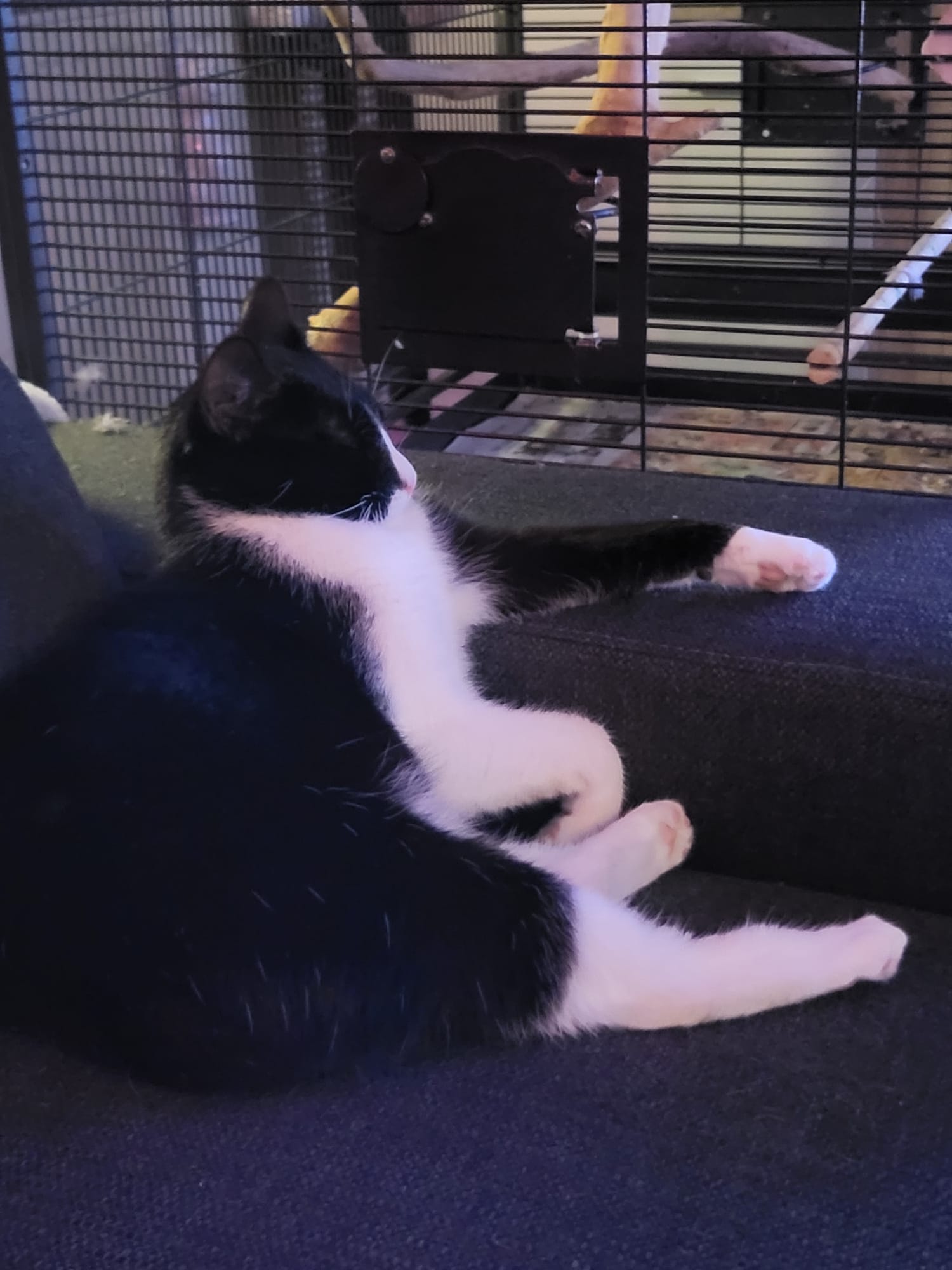 Katze: „Mia, ehemals Loredana“