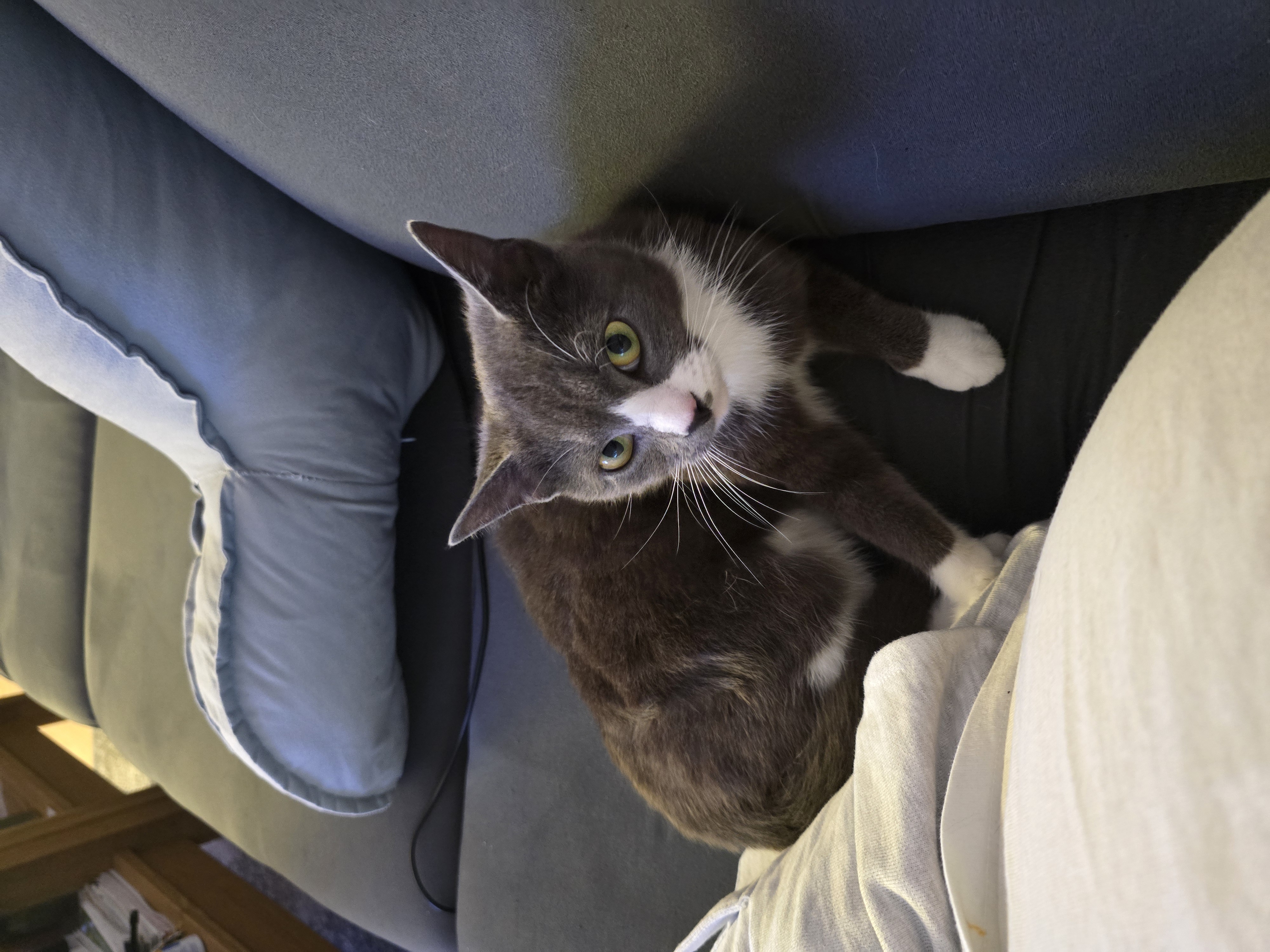 Katze: „Shelly (ehem. Annelie)“