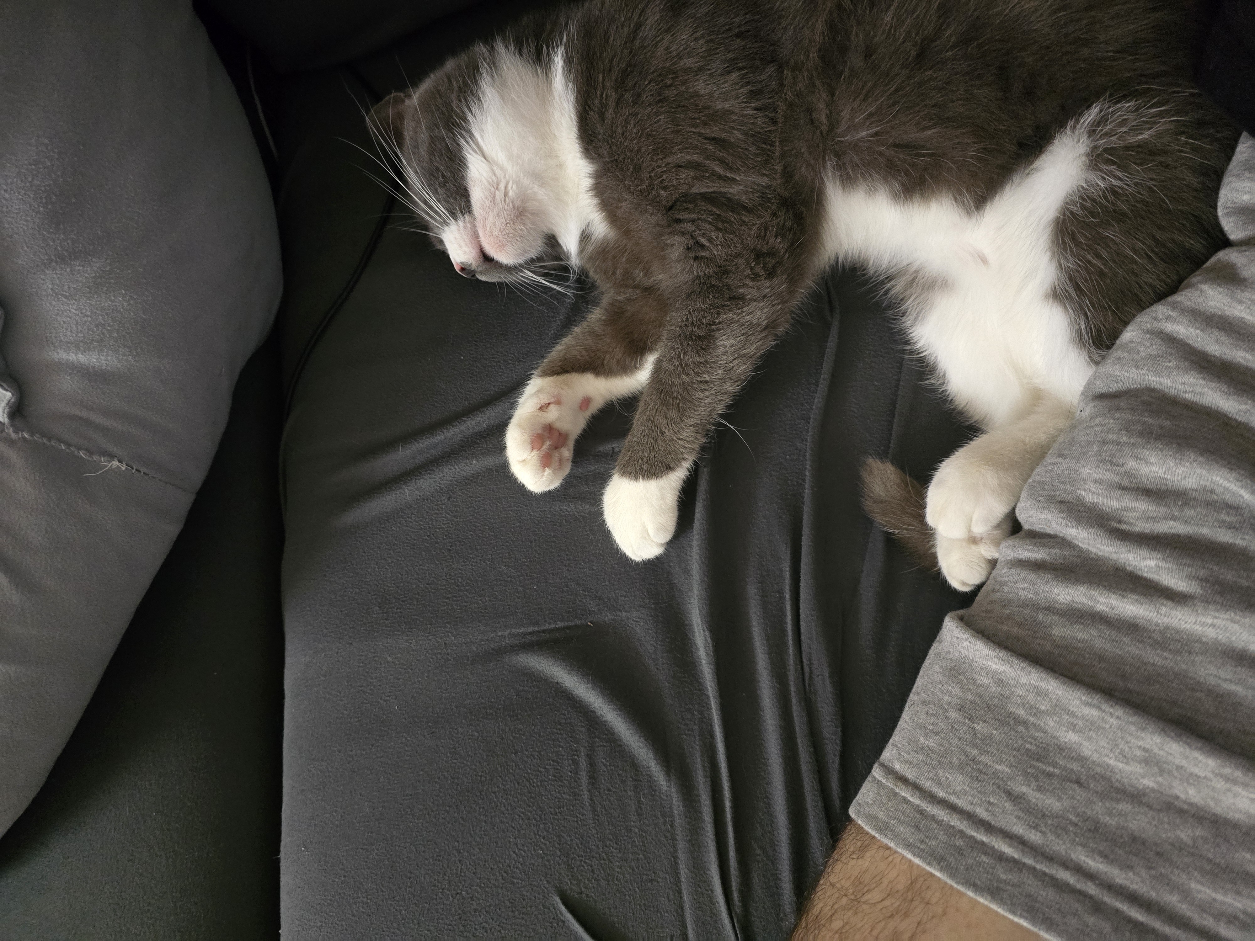 Katze: „Shelly (ehem. Annelie)“