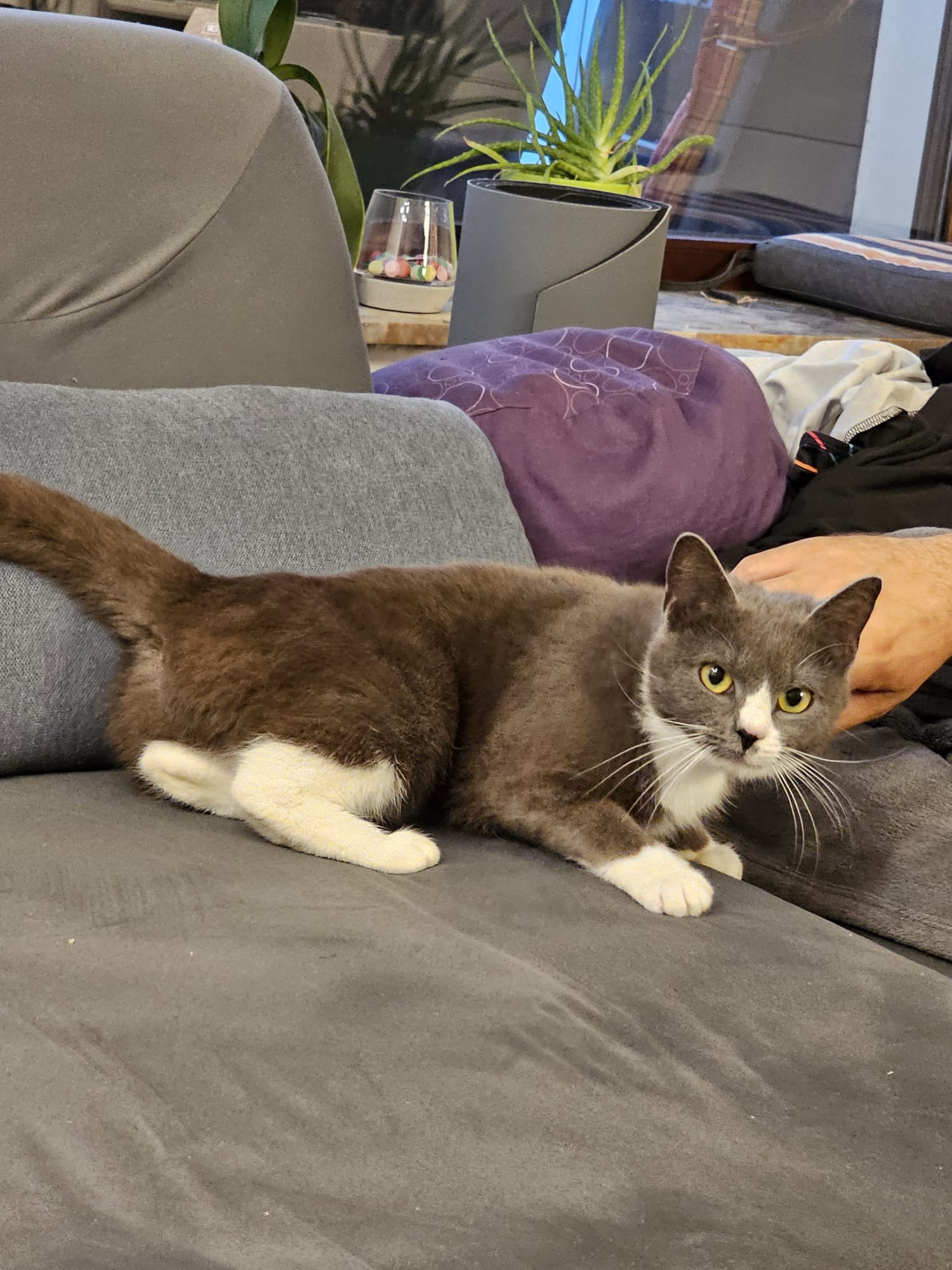 Katze: „Shelly (ehem. Annelie)“