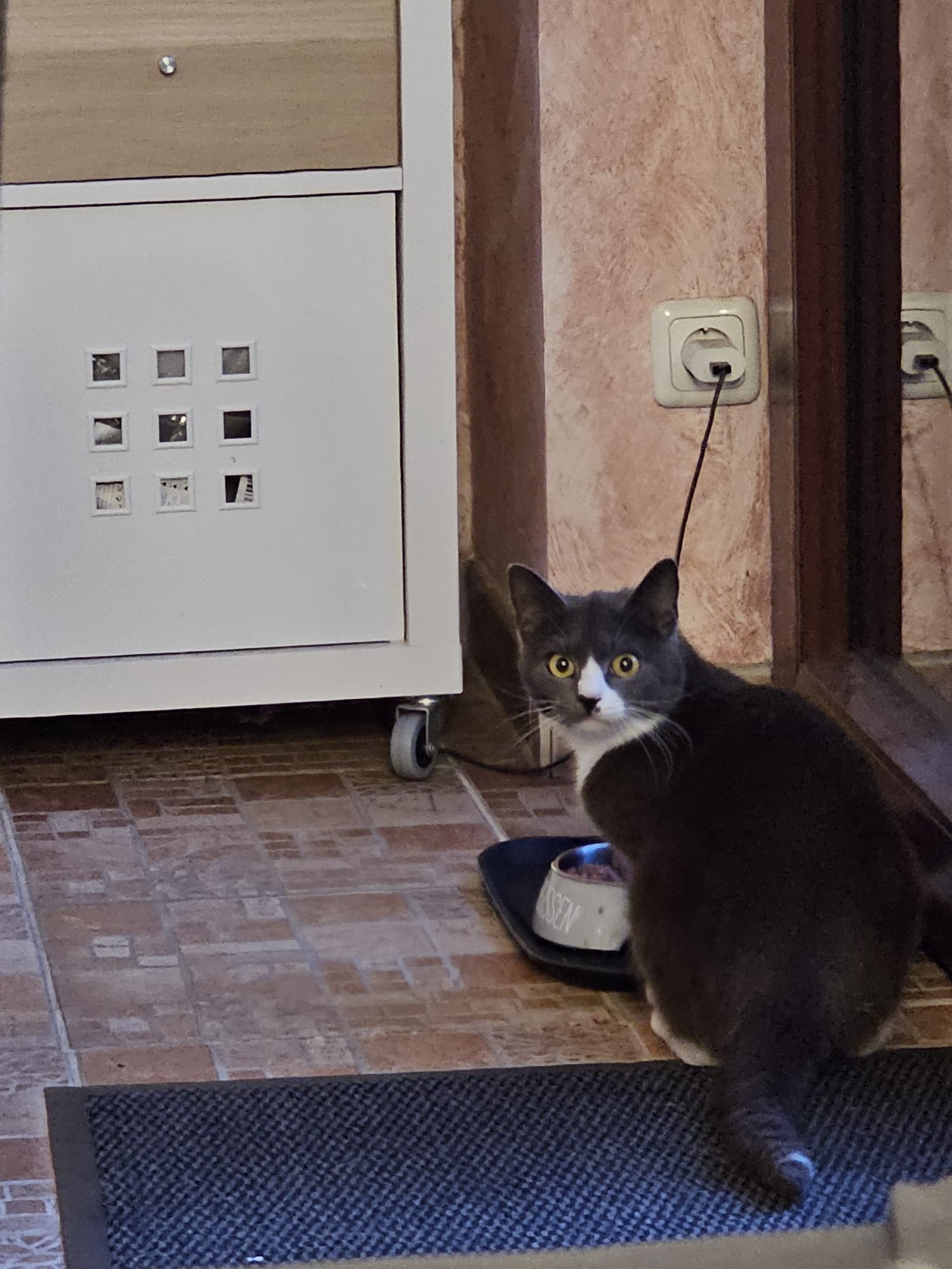 Katze: „Shelly (ehem. Annelie)“