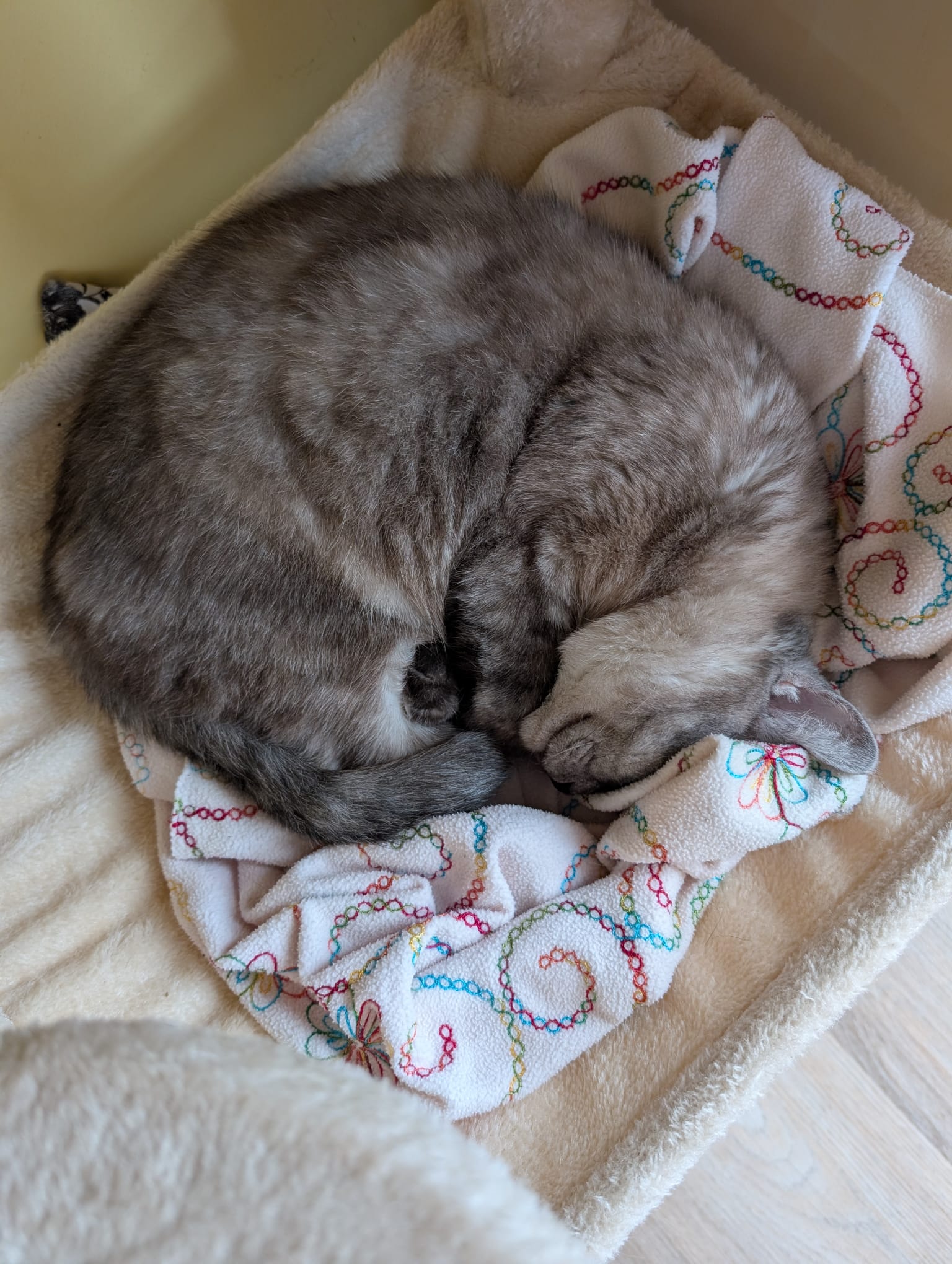 Katze: „Cooper (ehemals Sakko)“