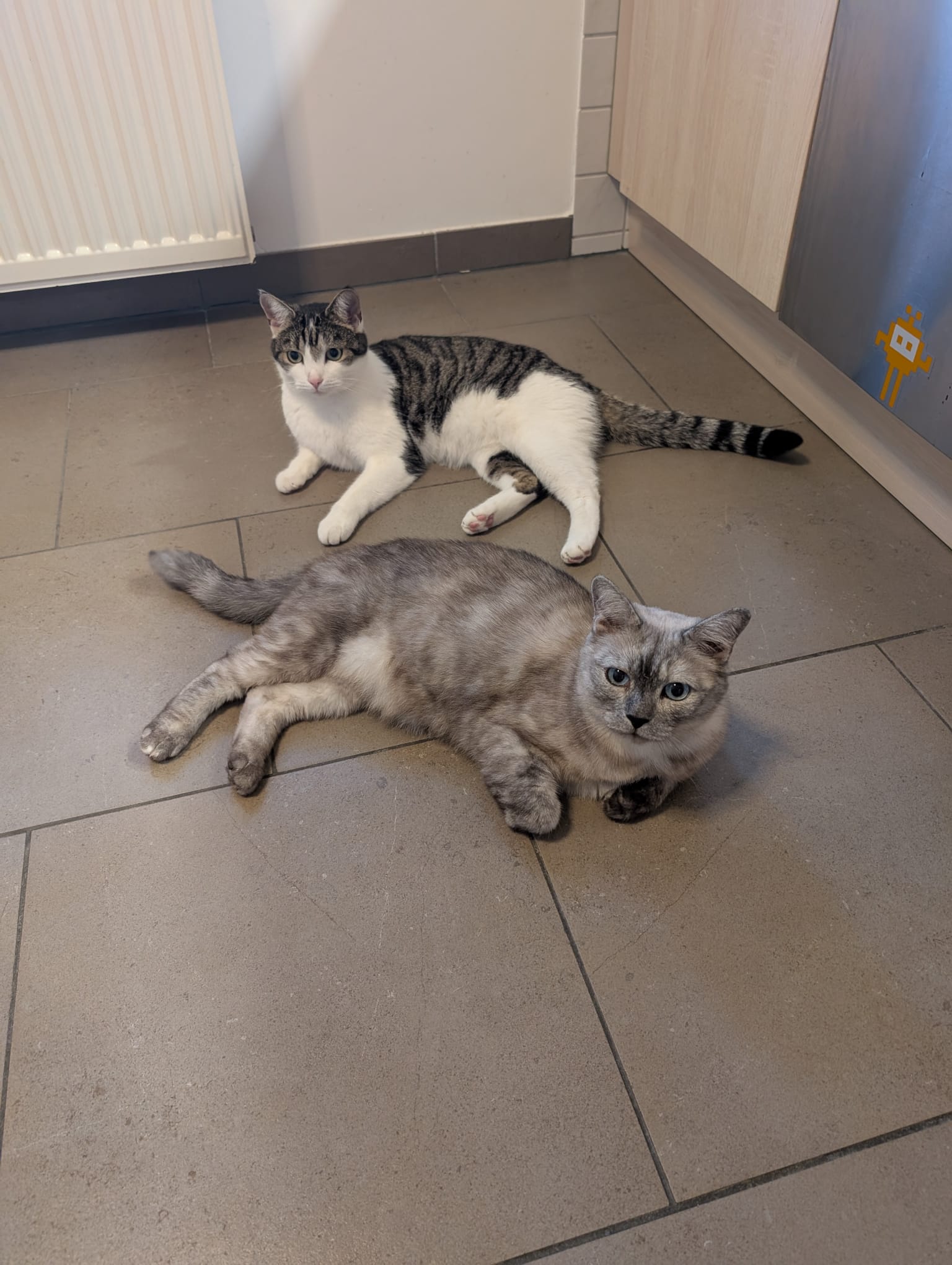 Katze: „Cooper (ehemals Sakko)“