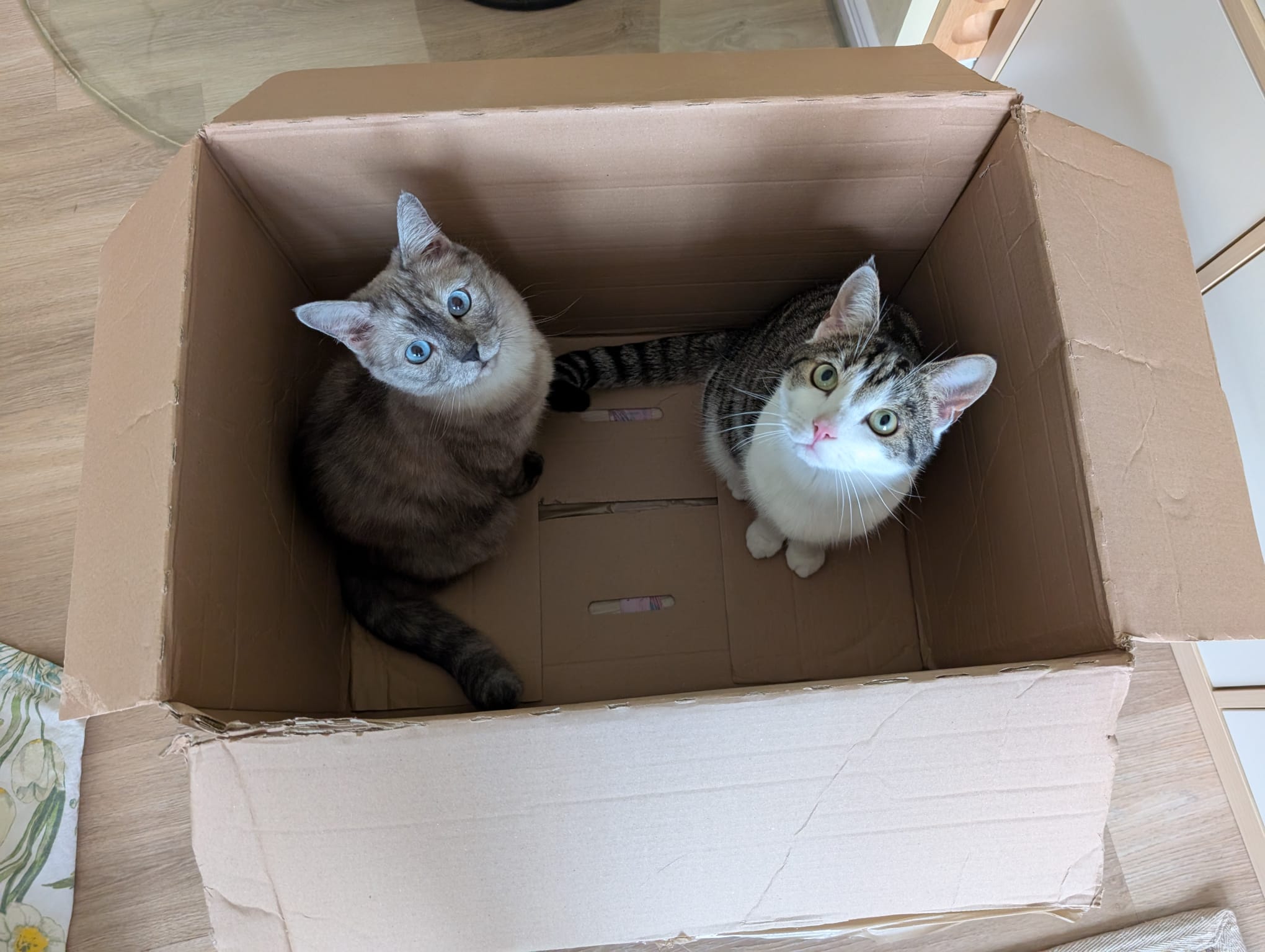 Katze: „Cooper (ehemals Sakko)“