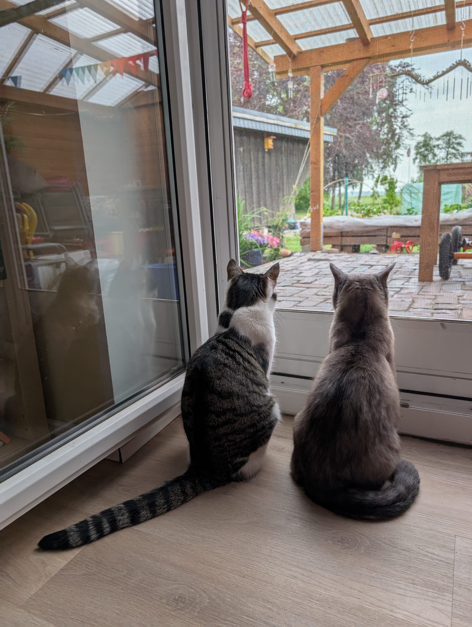 Katze: „Cooper (ehemals Sakko)“