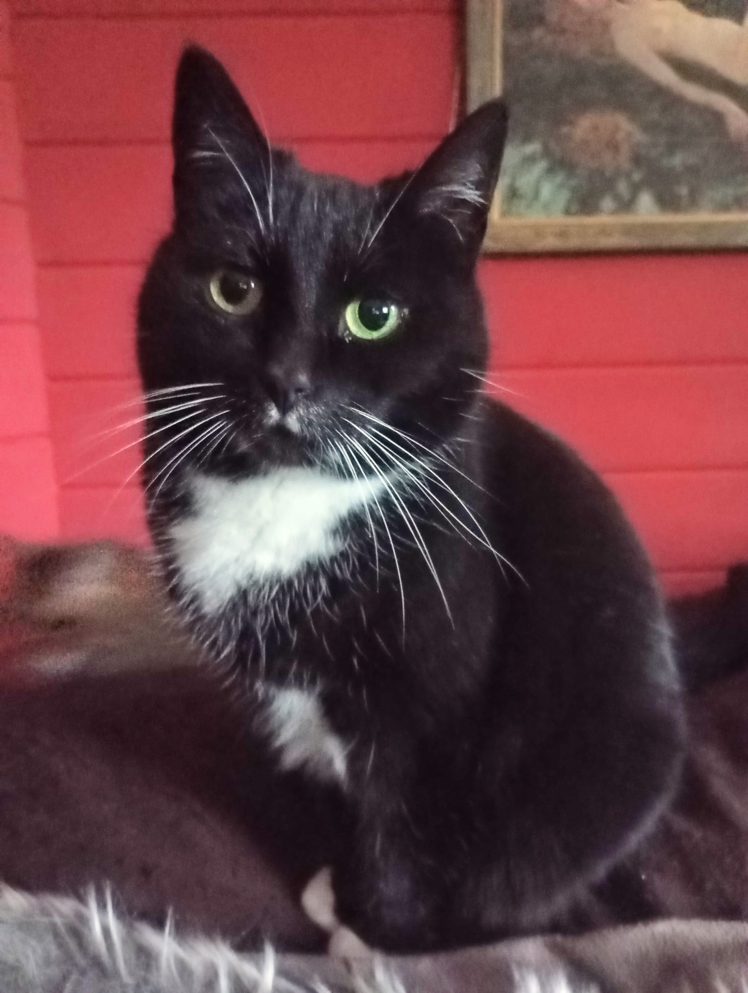 Katze: „Loki und Freya (ehemals Nethen 1 und 3)“