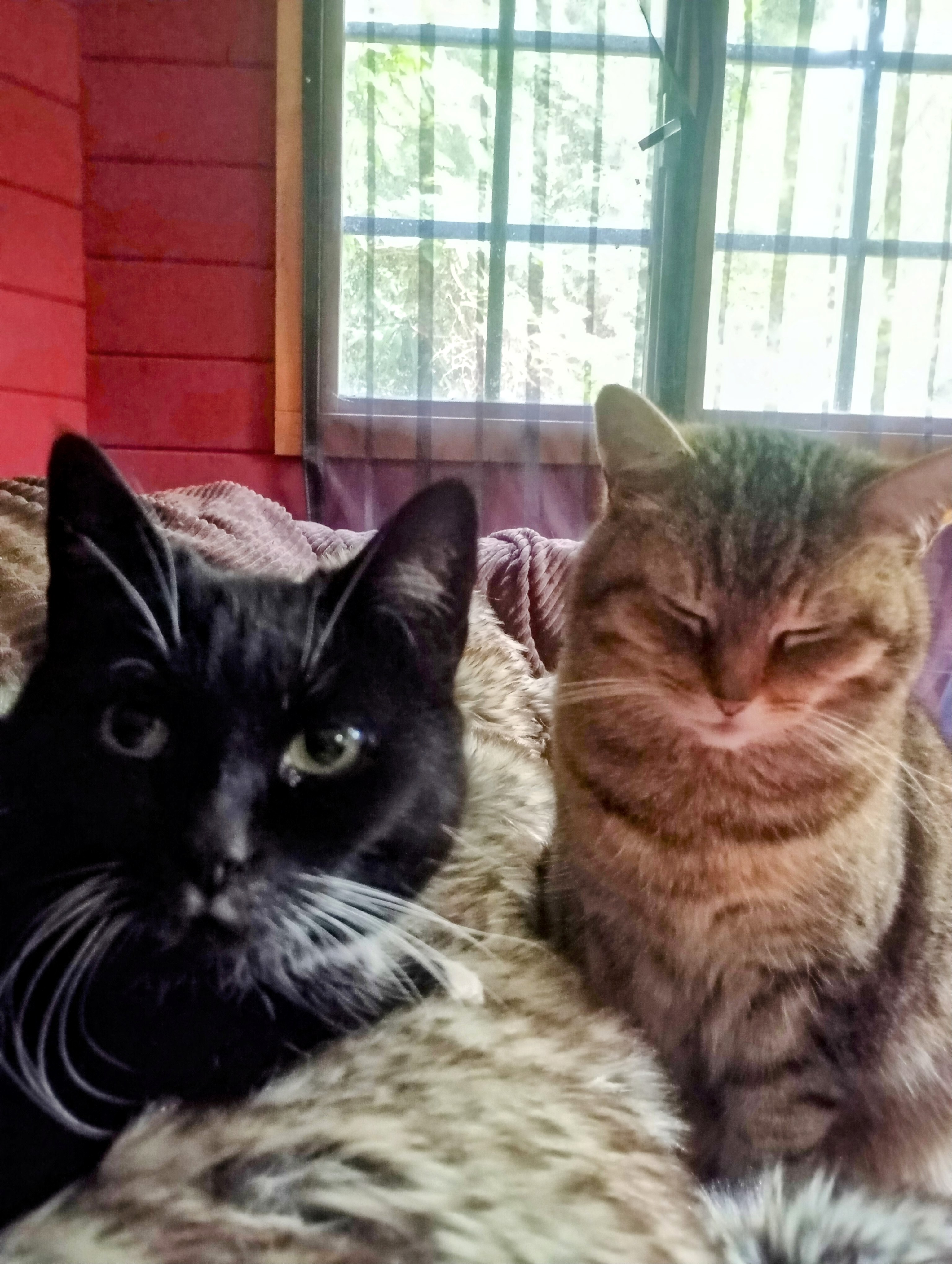 Katze: „Loki und Freya (ehemals Nethen 1 und 3)“