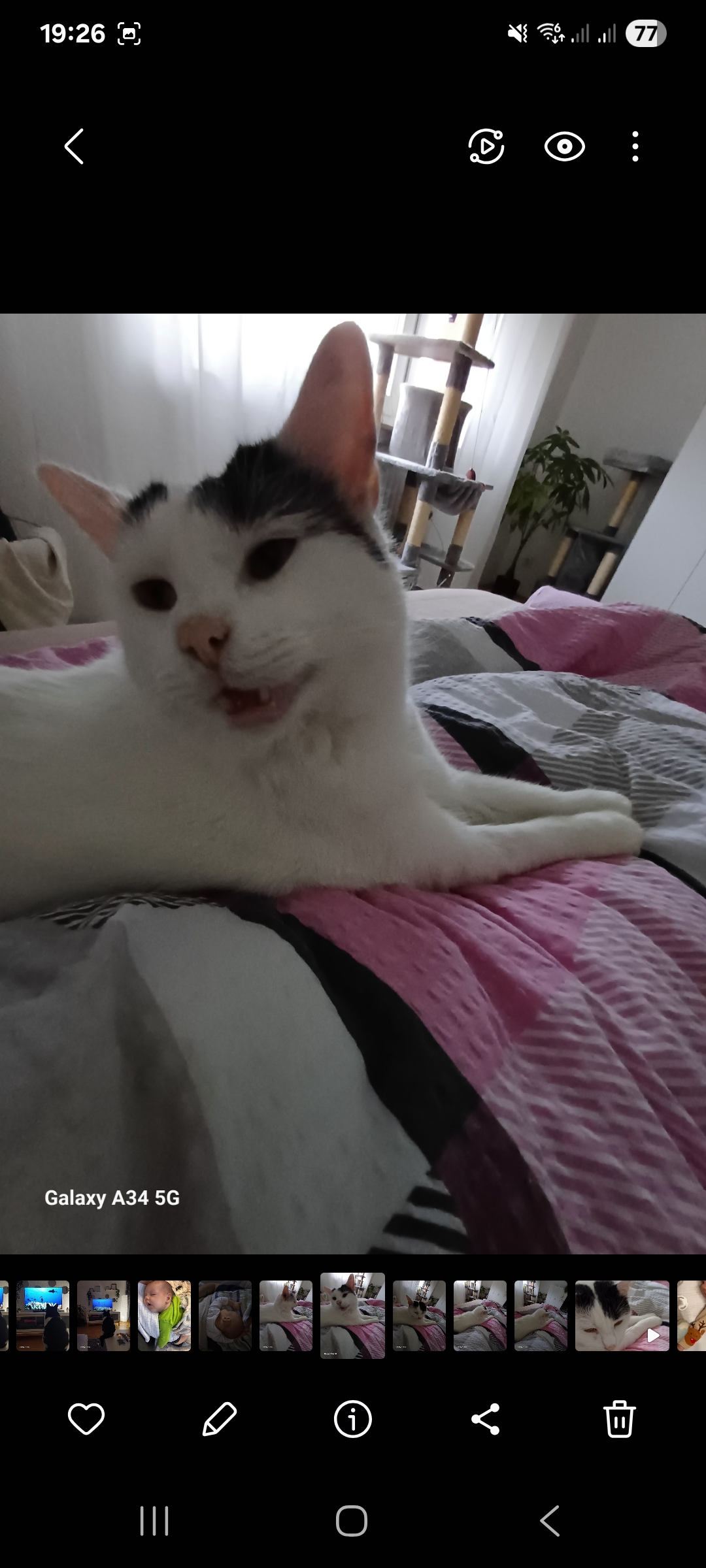 Katze: „Silvio und Madame Odo ( jetzt Line )“