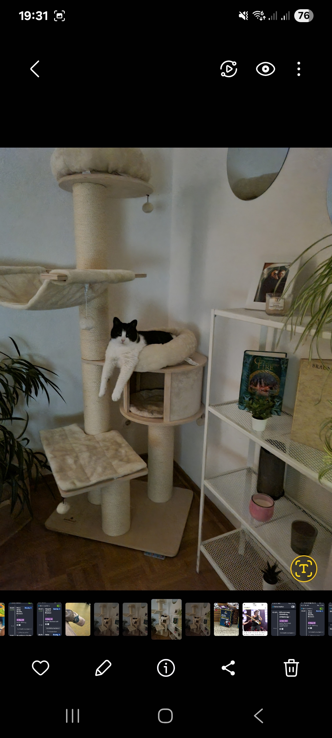 Katze: „Silvio und Madame Odo ( jetzt Line )“