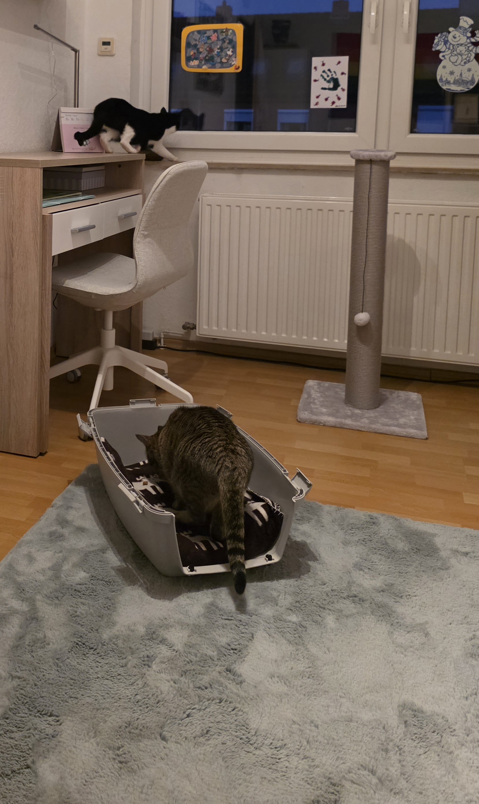 Katze: „Amrum jetzt Nyx“