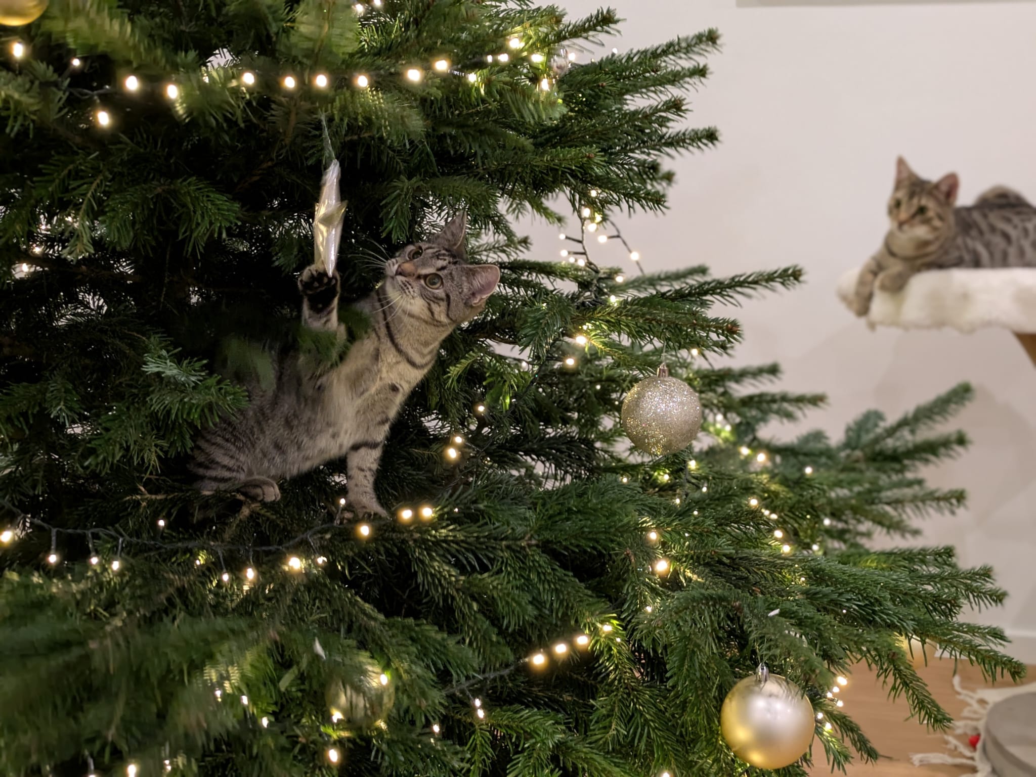 Katze: „Krosse & Krabbe“