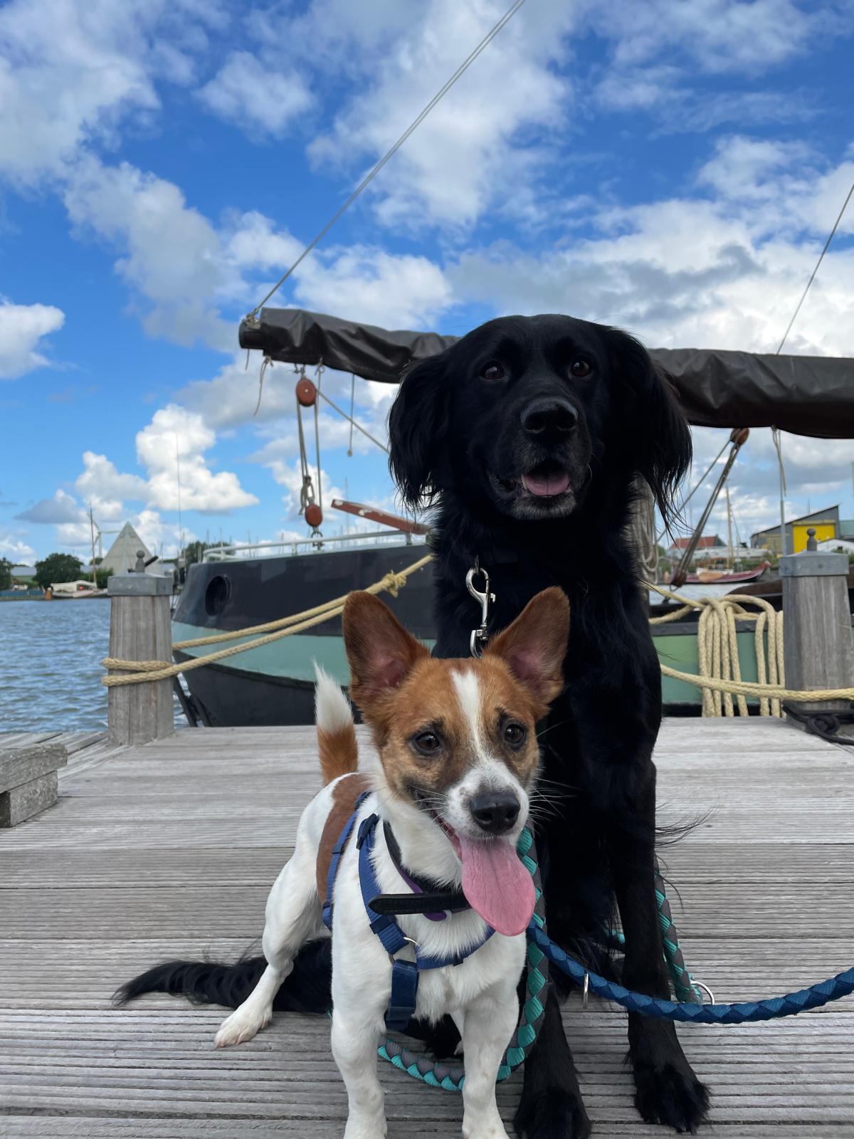 Hund: „Erst Dante, dann Stich, heute Anton“