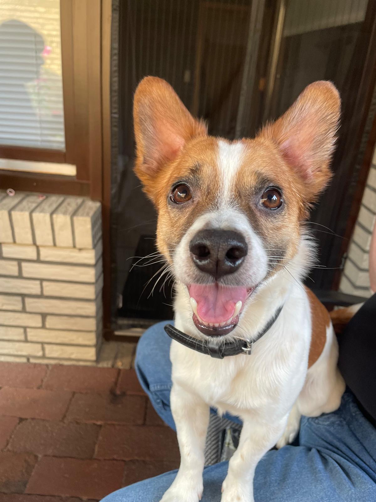 Hund: „Erst Dante, dann Stich, heute Anton“