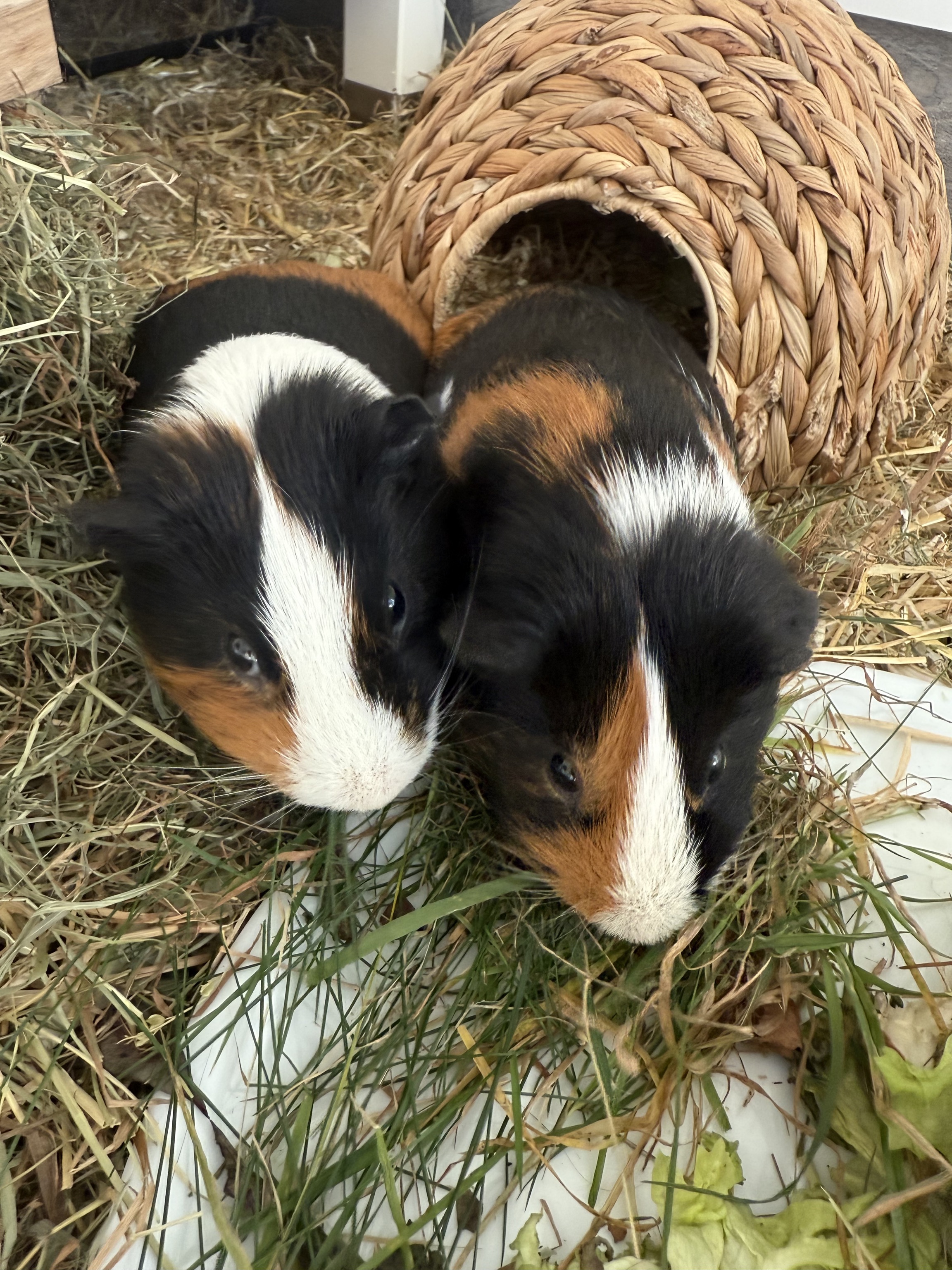 Meerschweinchen: „Uwe und Uli aka Bruno und Pepper“