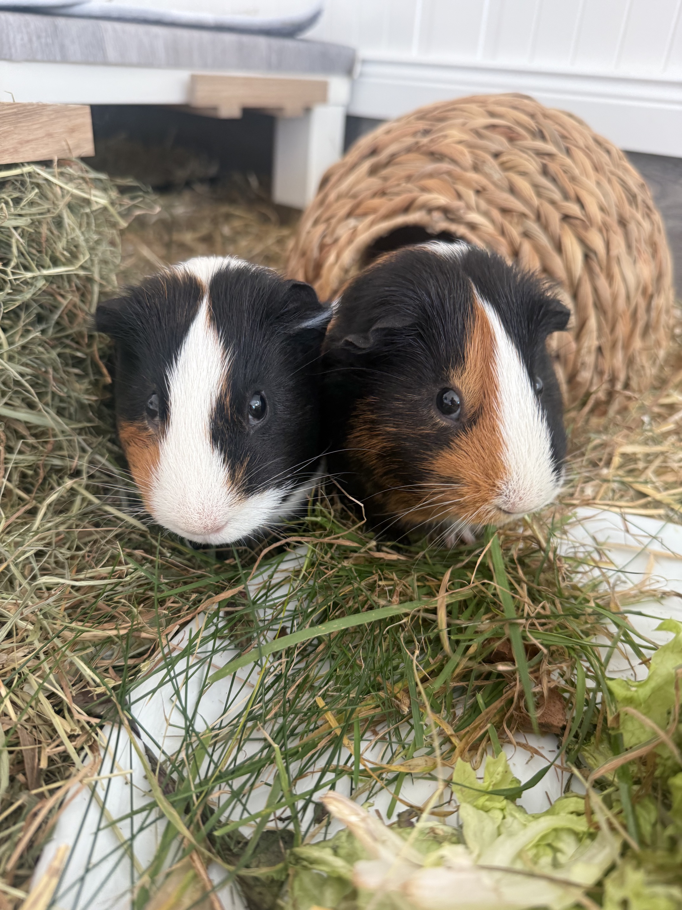 Meerschweinchen: „Uwe und Uli aka Bruno und Pepper“