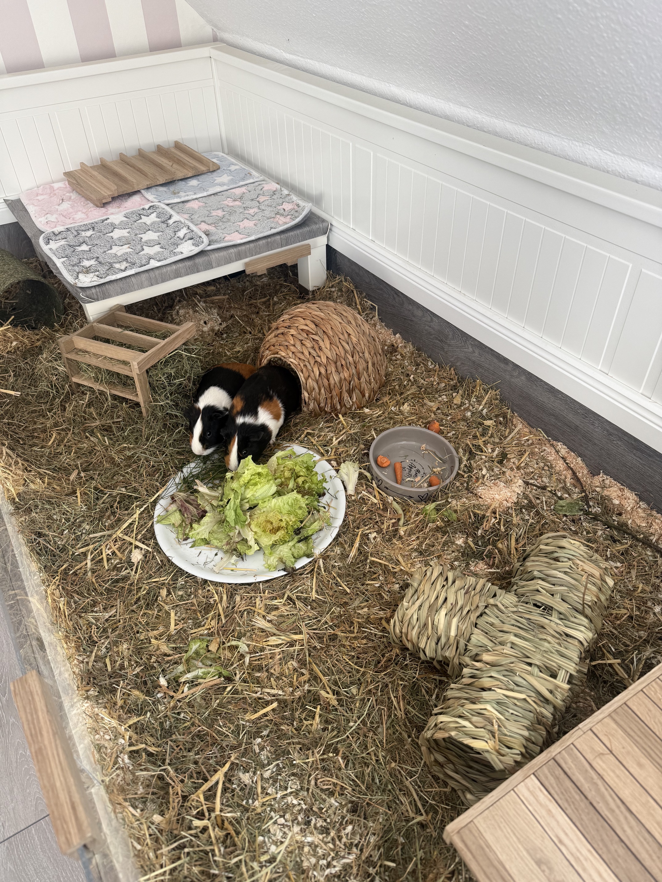 Meerschweinchen: „Uwe und Uli aka Bruno und Pepper“