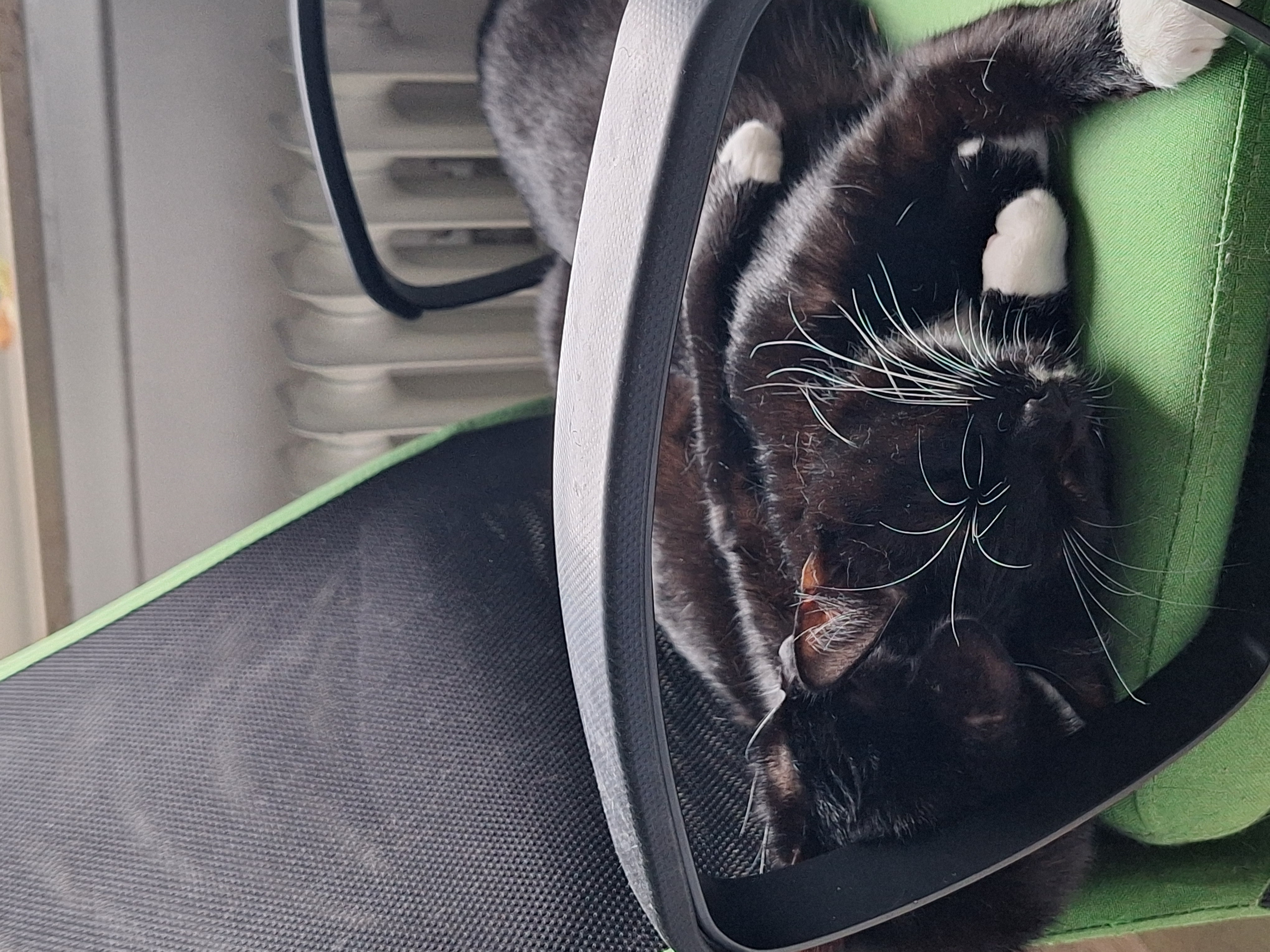 Katze: „Tora (ehemals Findus)“