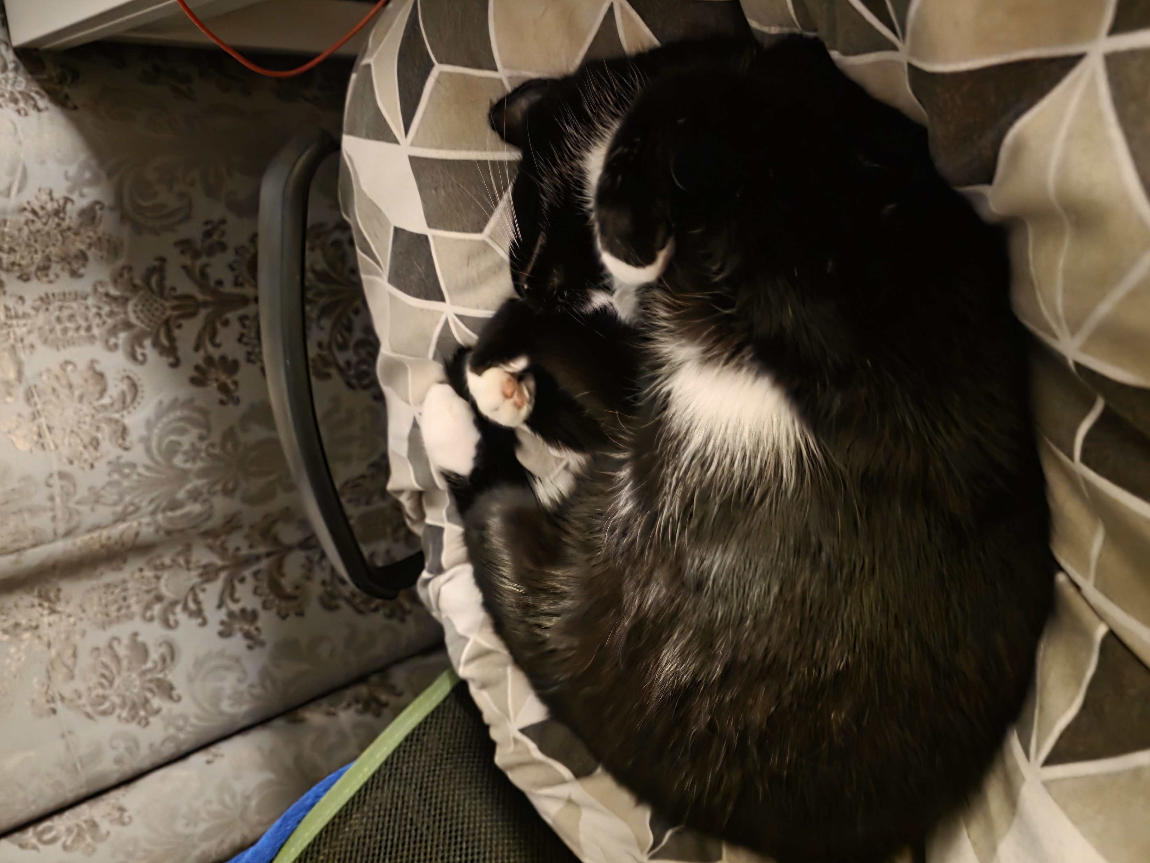 Katze: „Tora (ehemals Findus)“