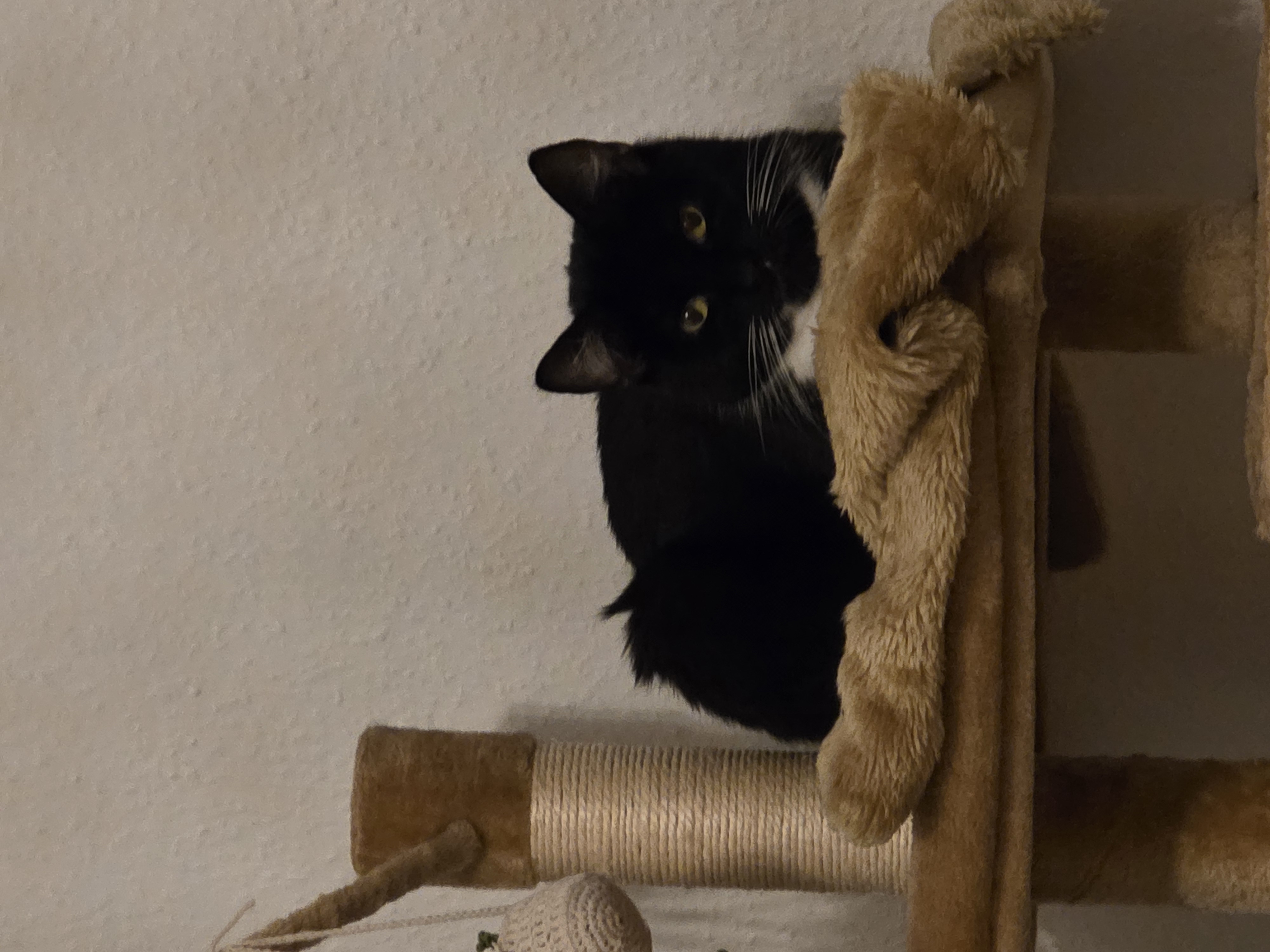 Katze: „Tora (ehemals Findus)“