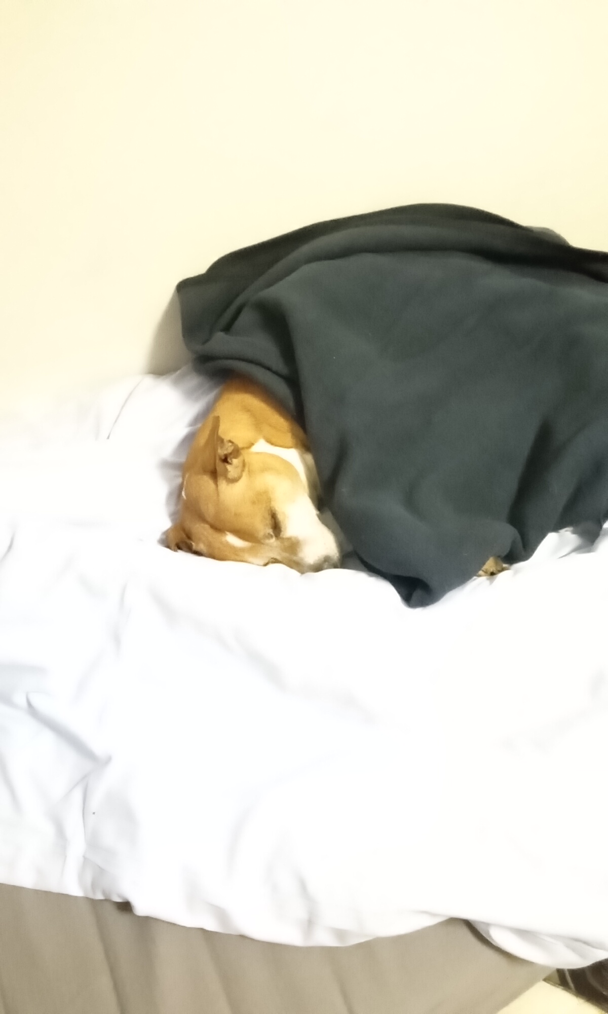 Tierheim: „Locke“