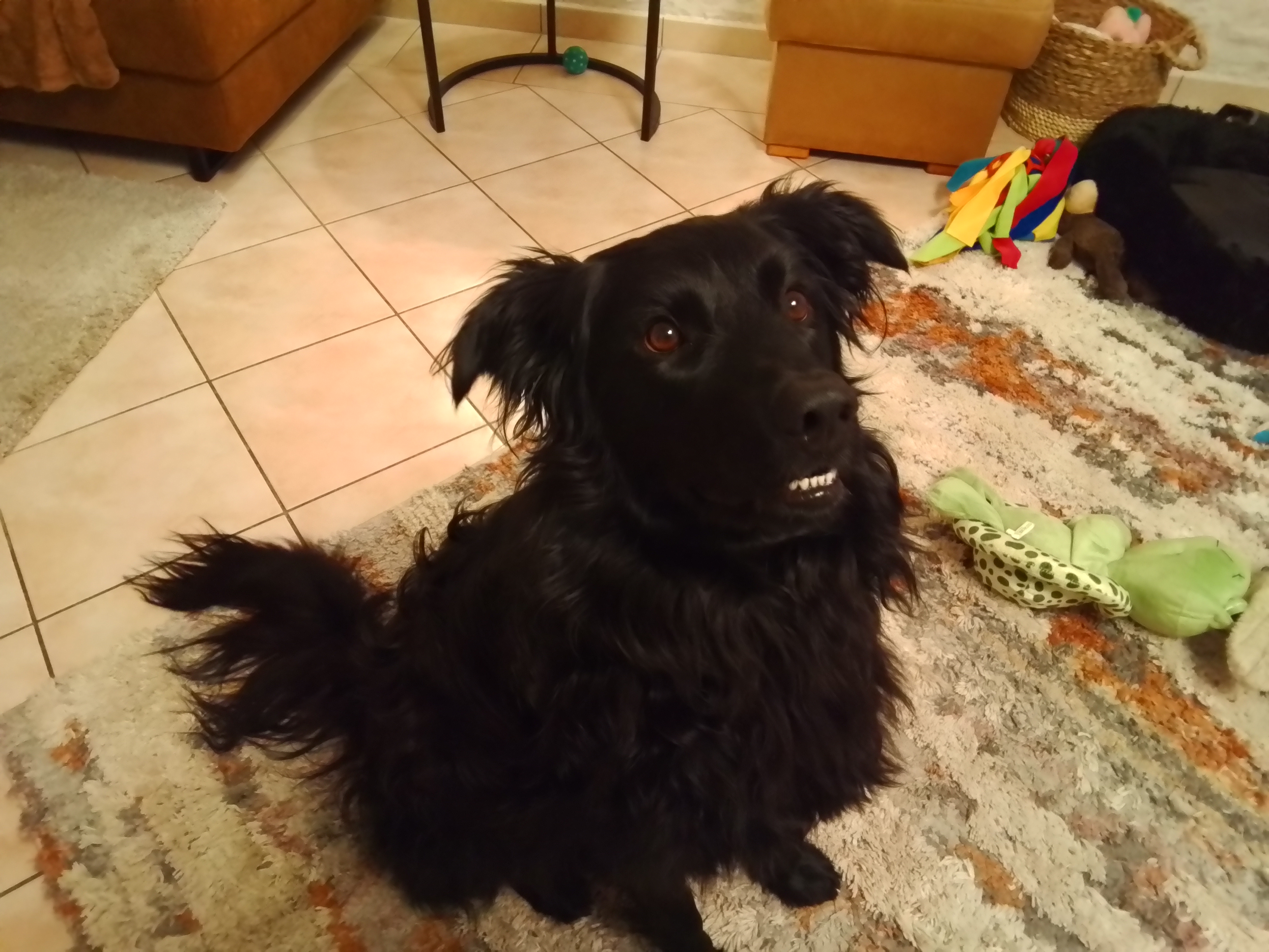 Hund Kroatischer Schäferhund Mix .: „PACO.“