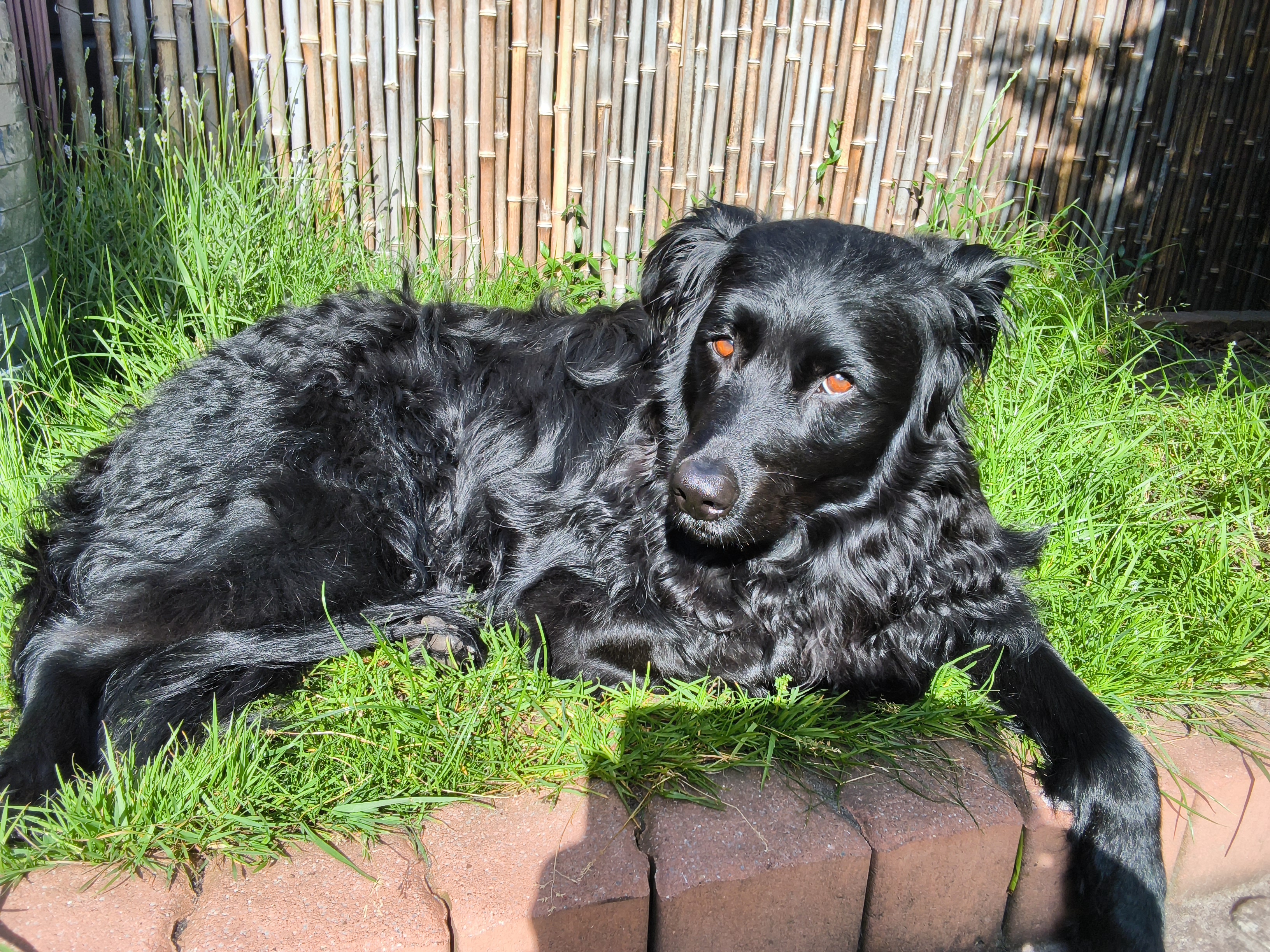Hund Kroatischer Schäferhund Mix .: „PACO.“