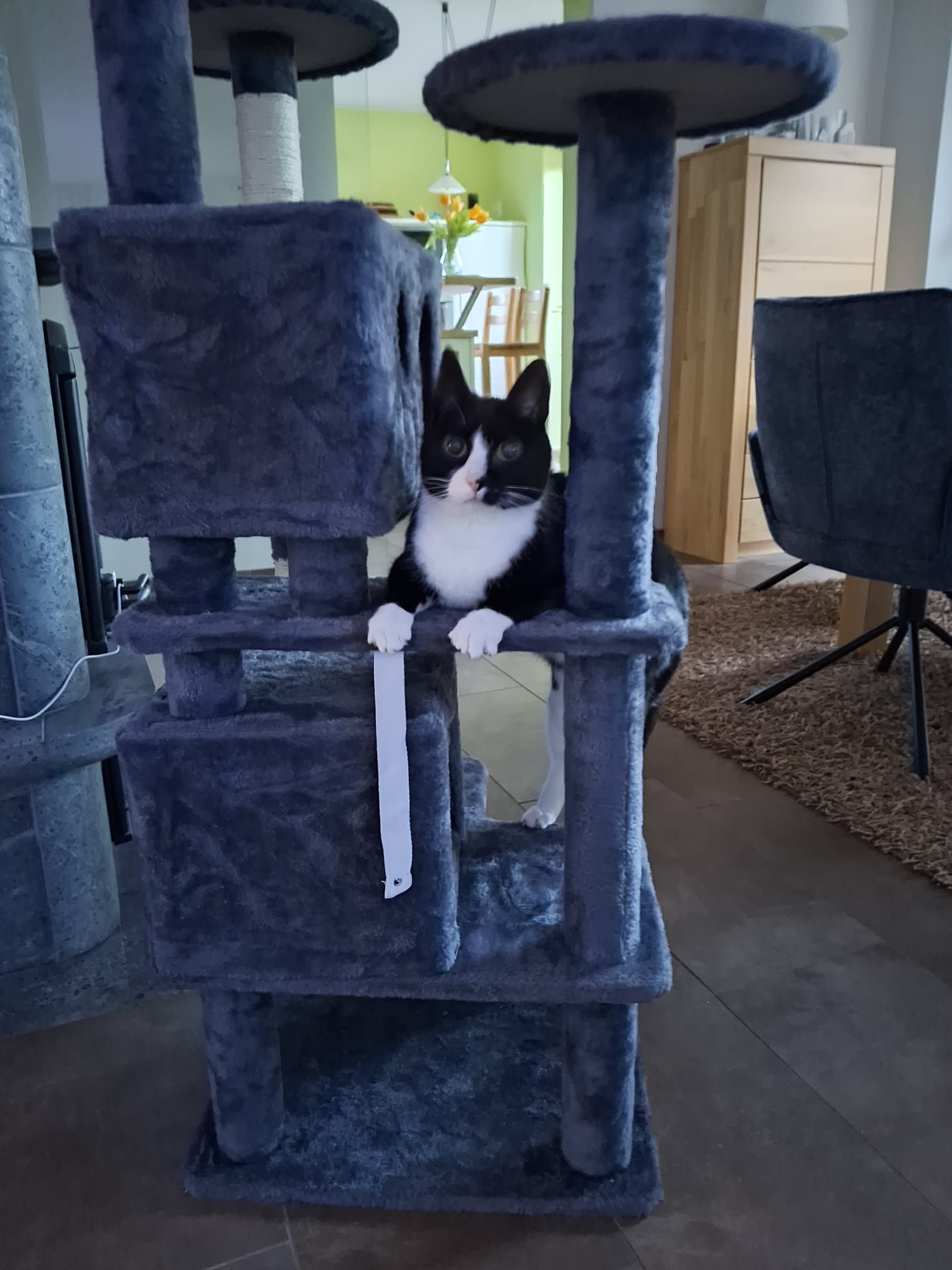 Kater: „Pietje“