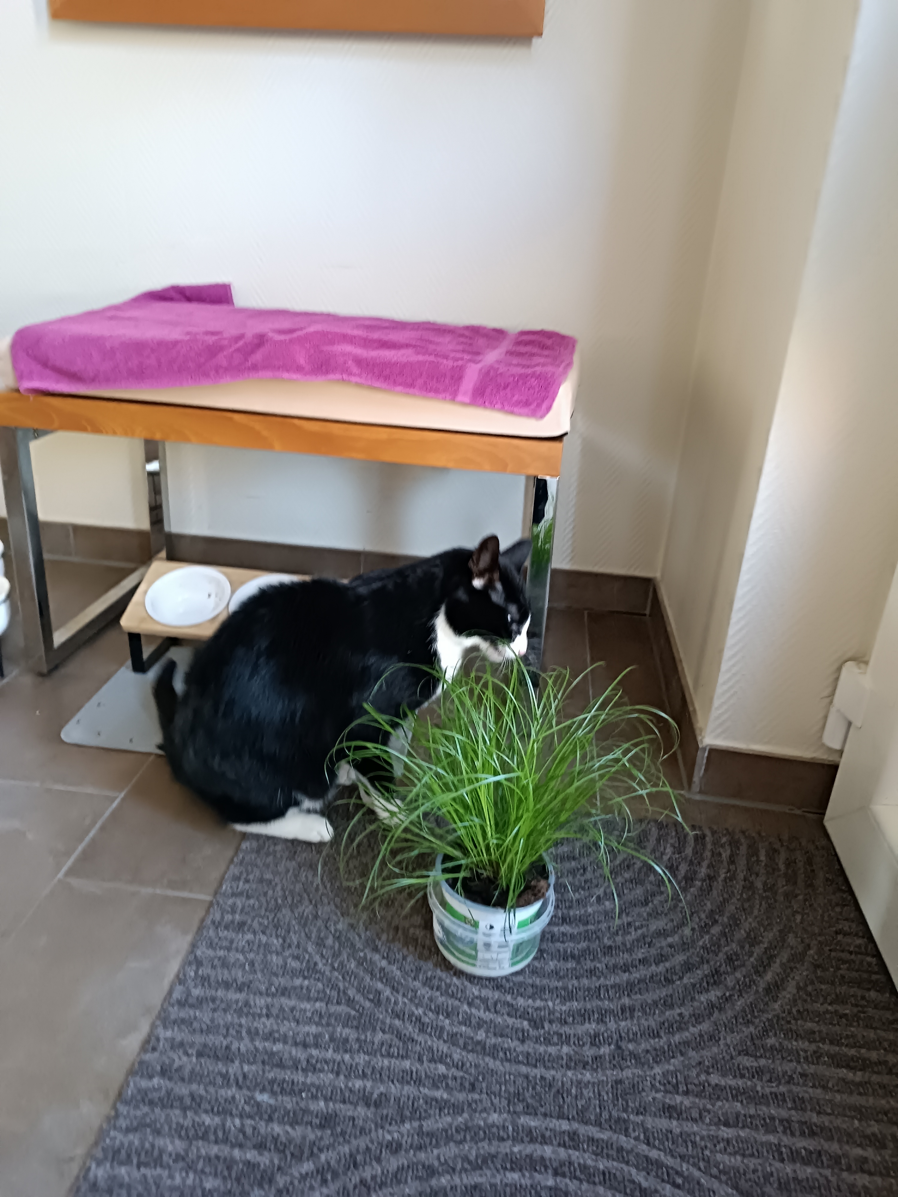 Kater: „Pietje“