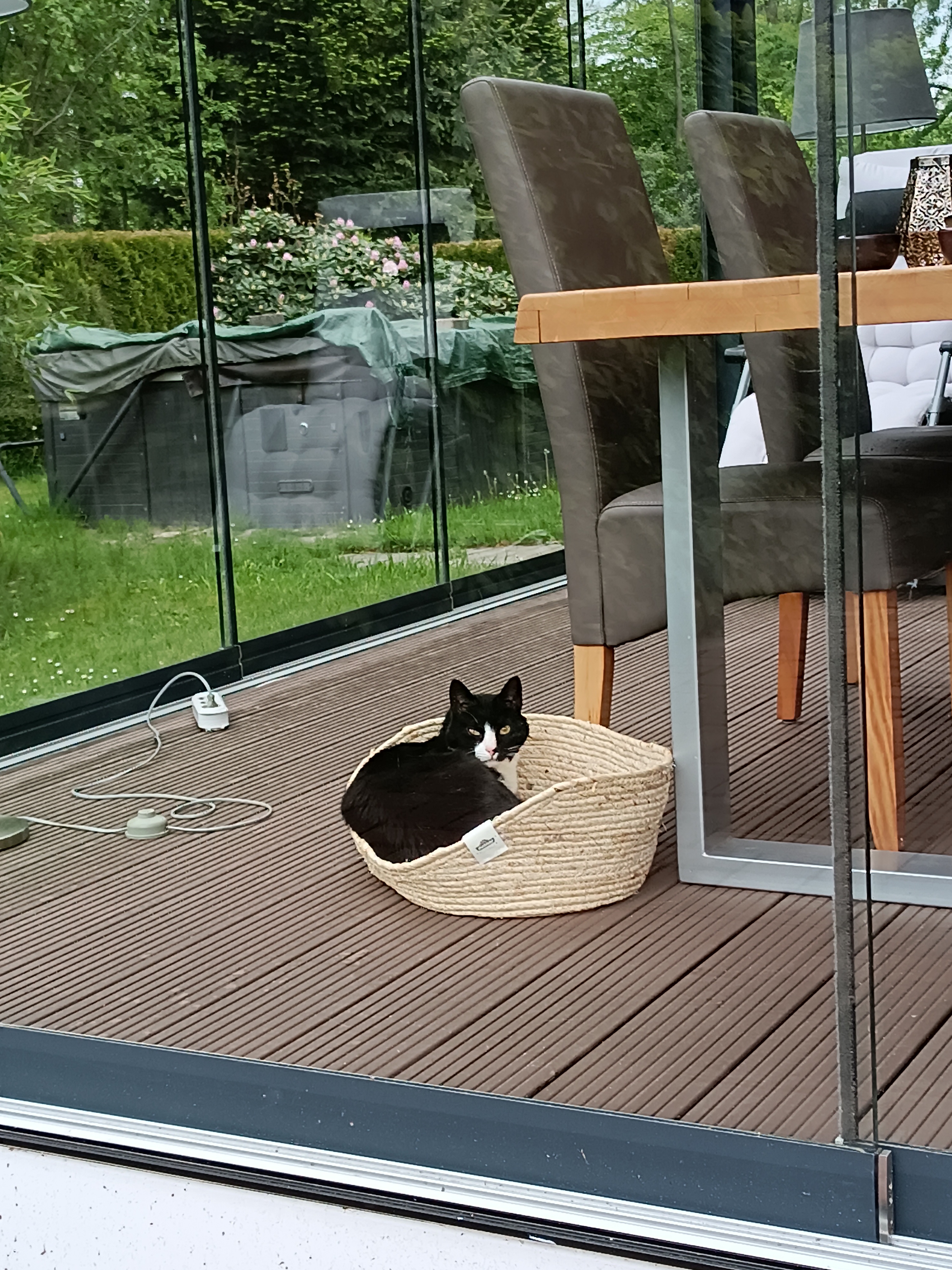 Kater: „Pietje“