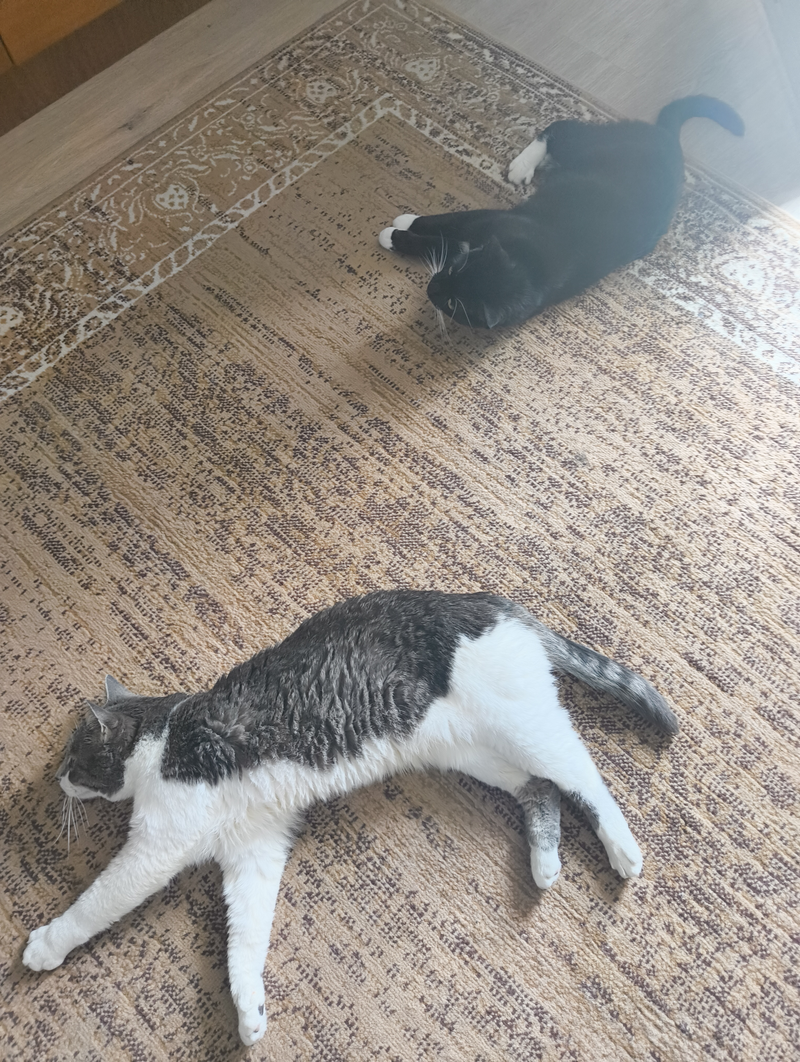 Katze: „Sir Henry“